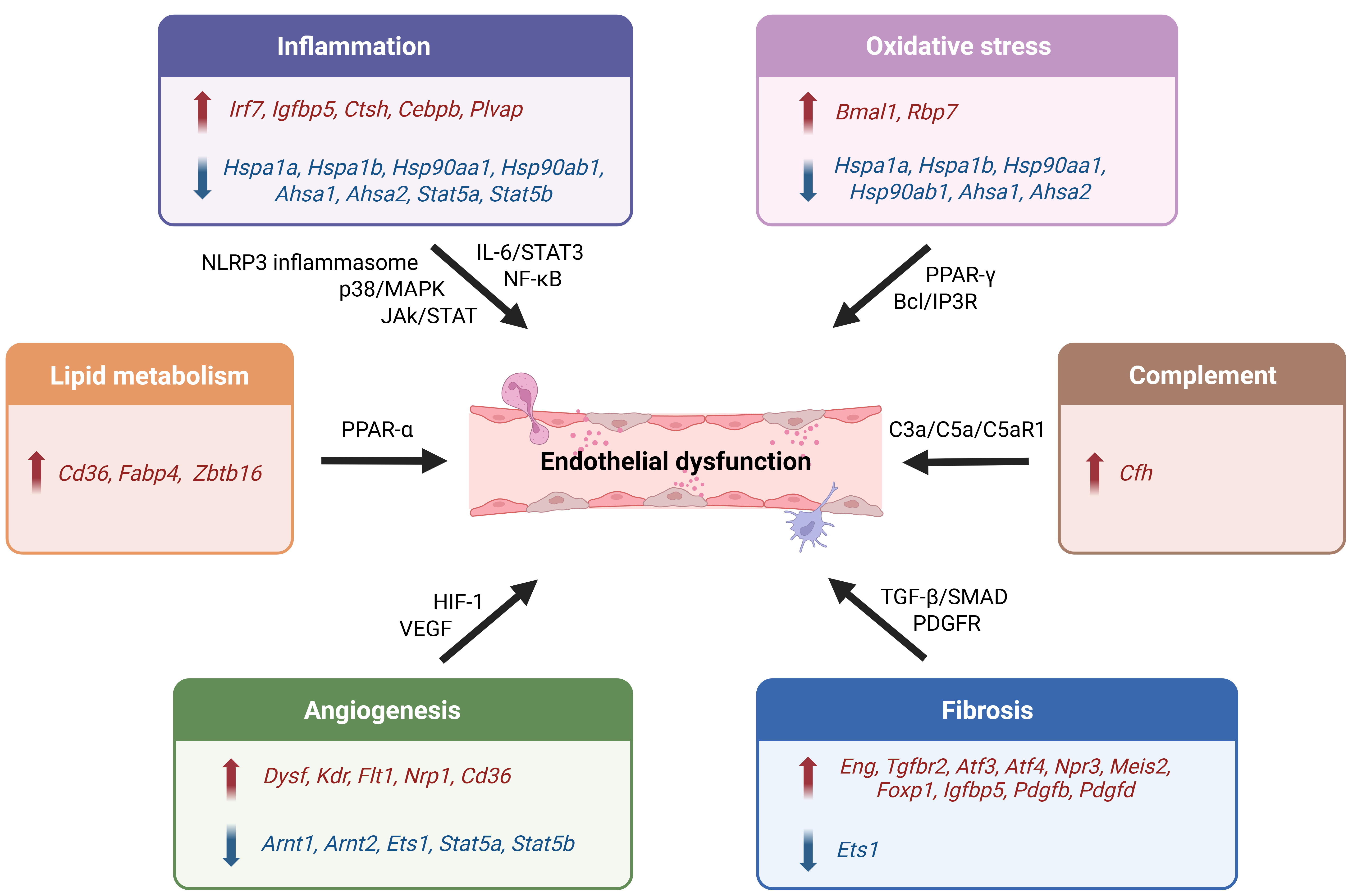 Endothelial dysfunction as a driver of microvascular injury in diabetic cardiomyopathy