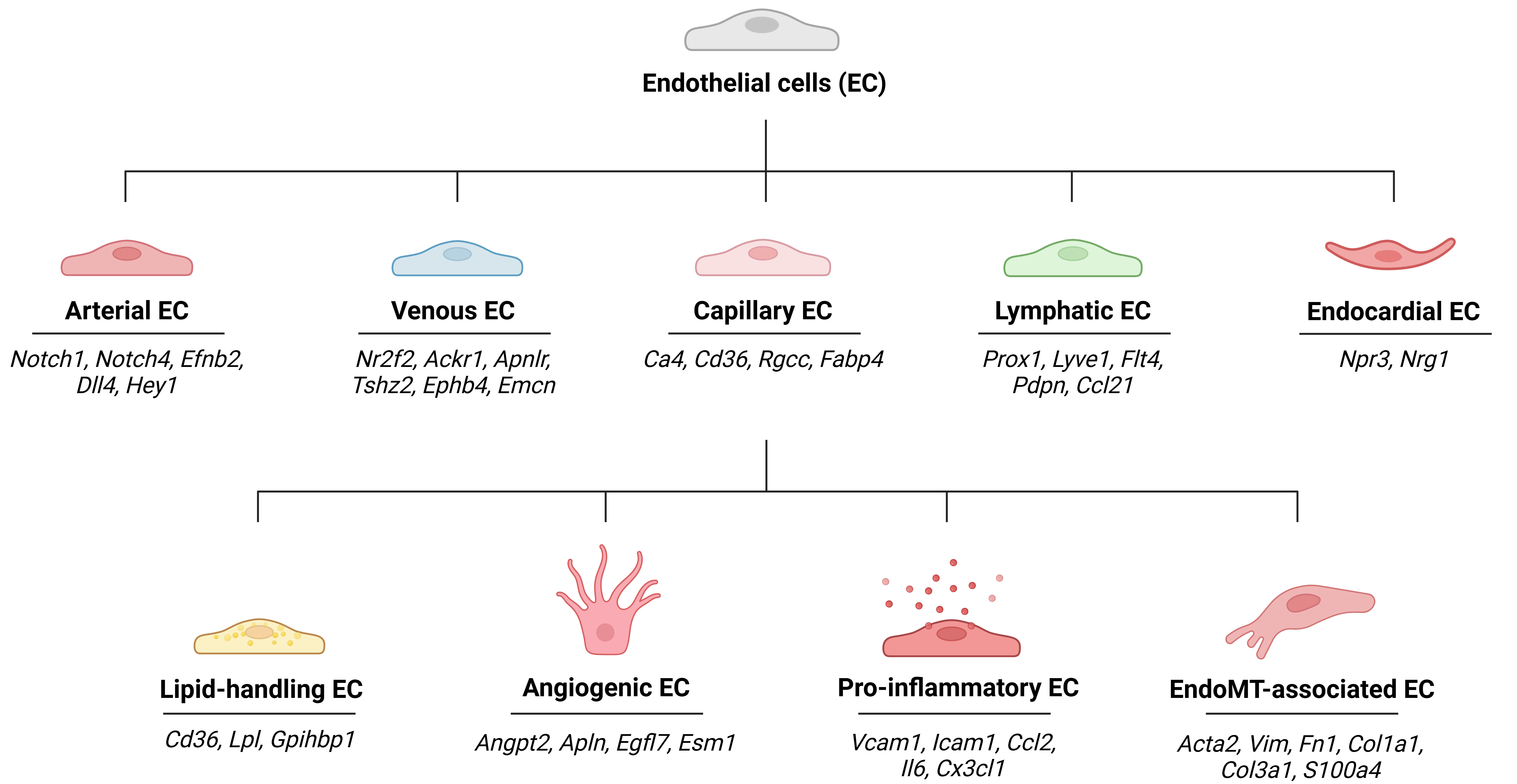 Endothelial dysfunction as a driver of microvascular injury in diabetic cardiomyopathy