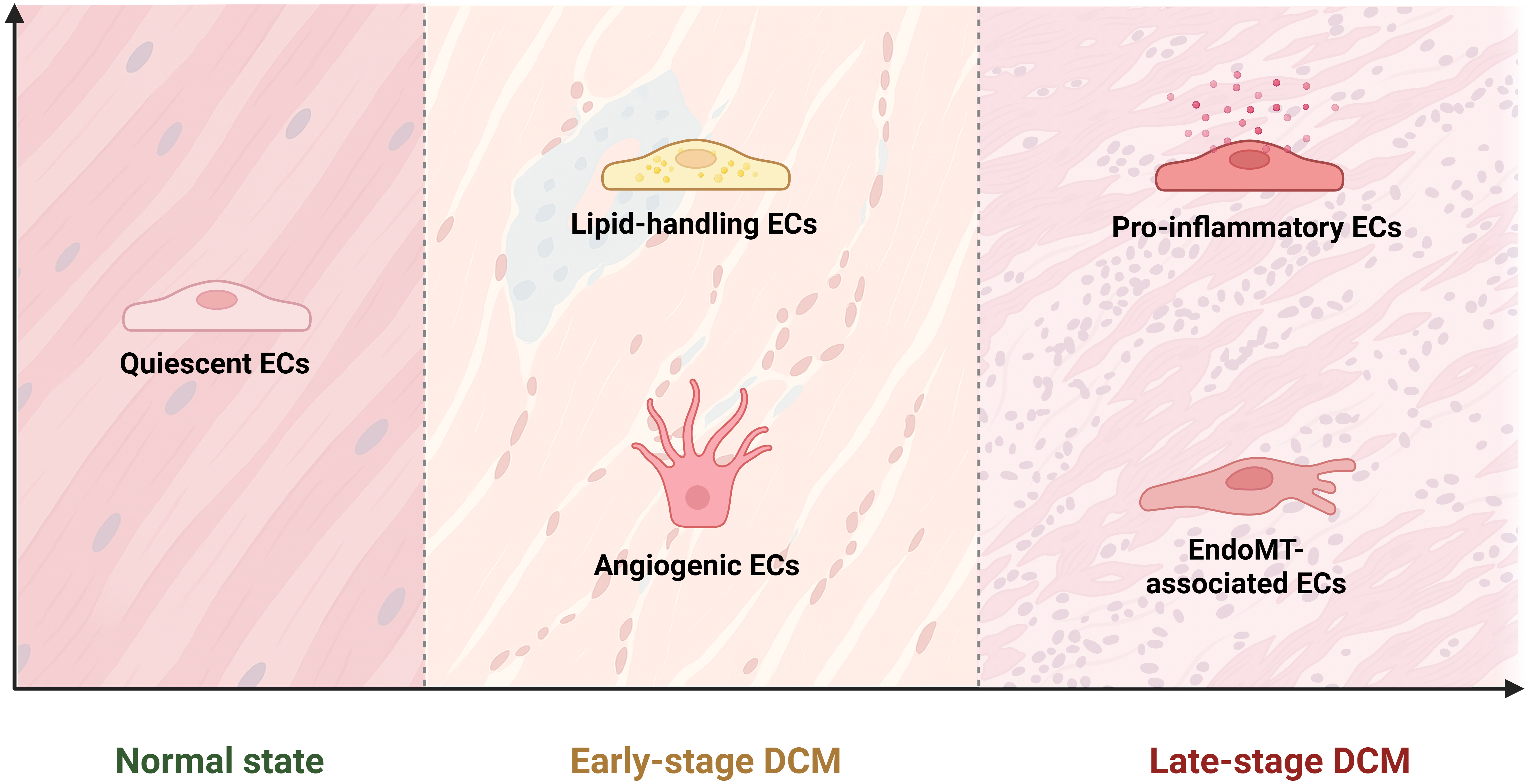 Endothelial dysfunction as a driver of microvascular injury in diabetic cardiomyopathy