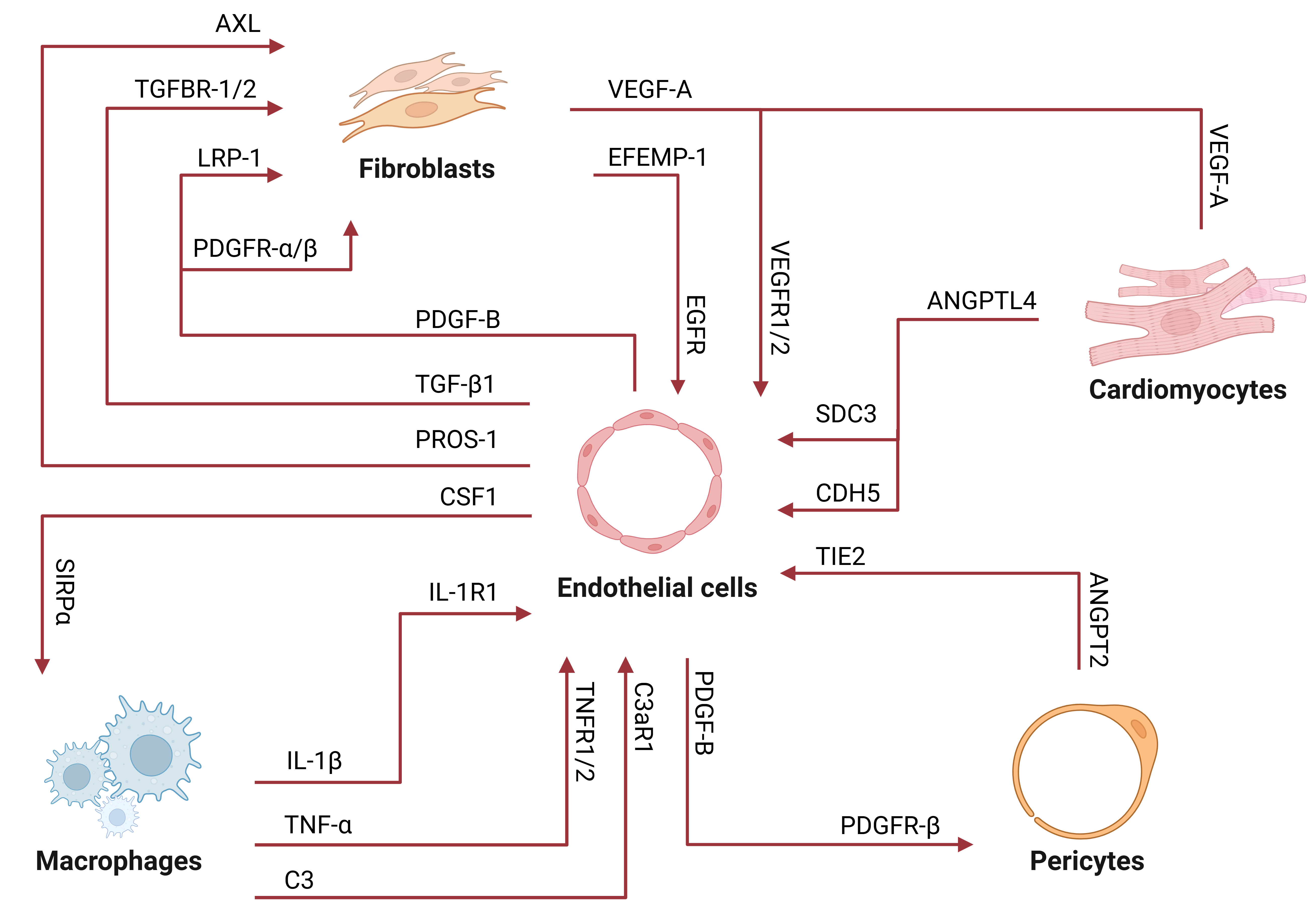 Endothelial dysfunction as a driver of microvascular injury in diabetic cardiomyopathy