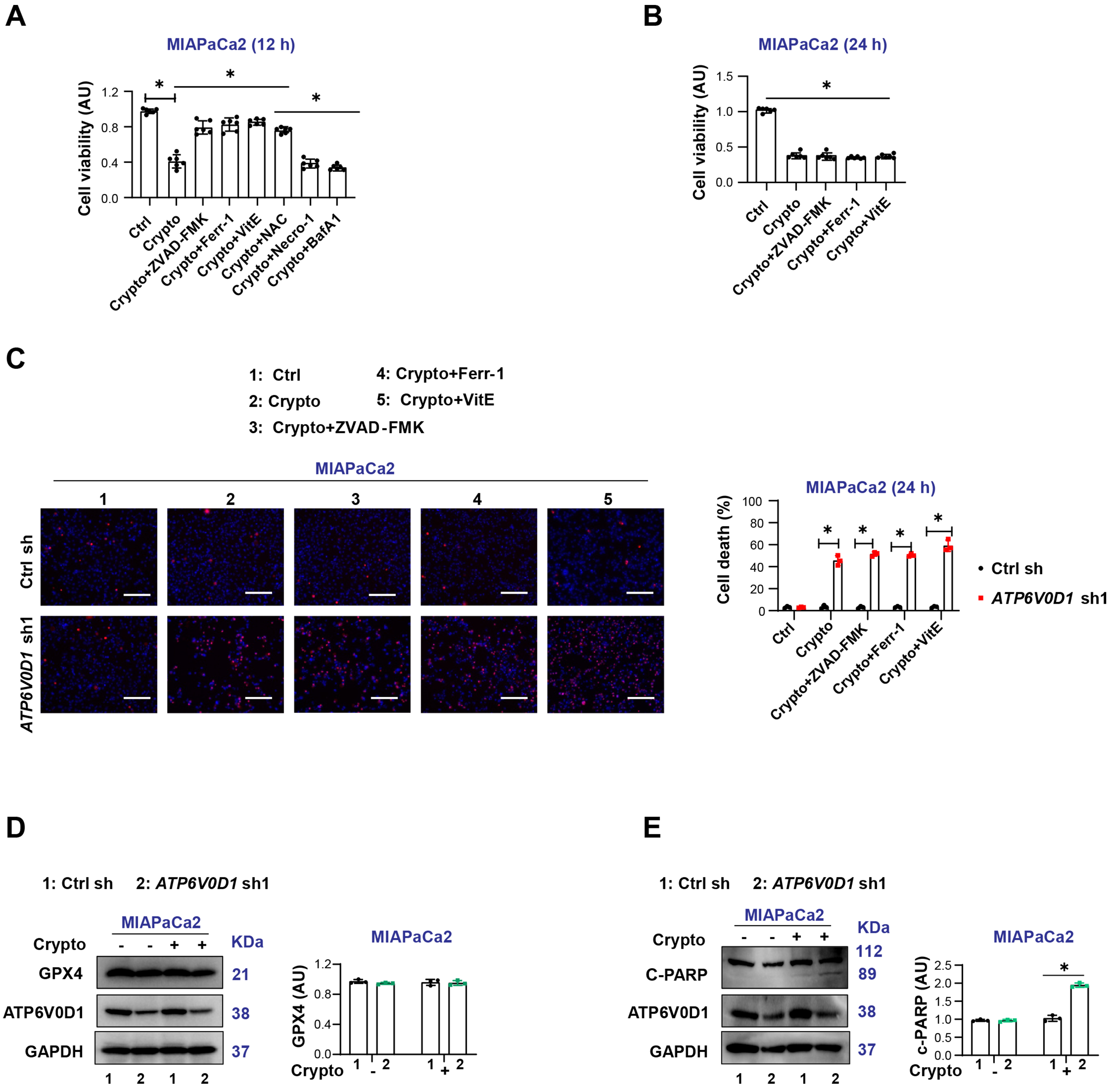 Cryptotanshinone differentially induces cell death in <i>ATP6V0D1</i>-deficient pancreatic cancer cells