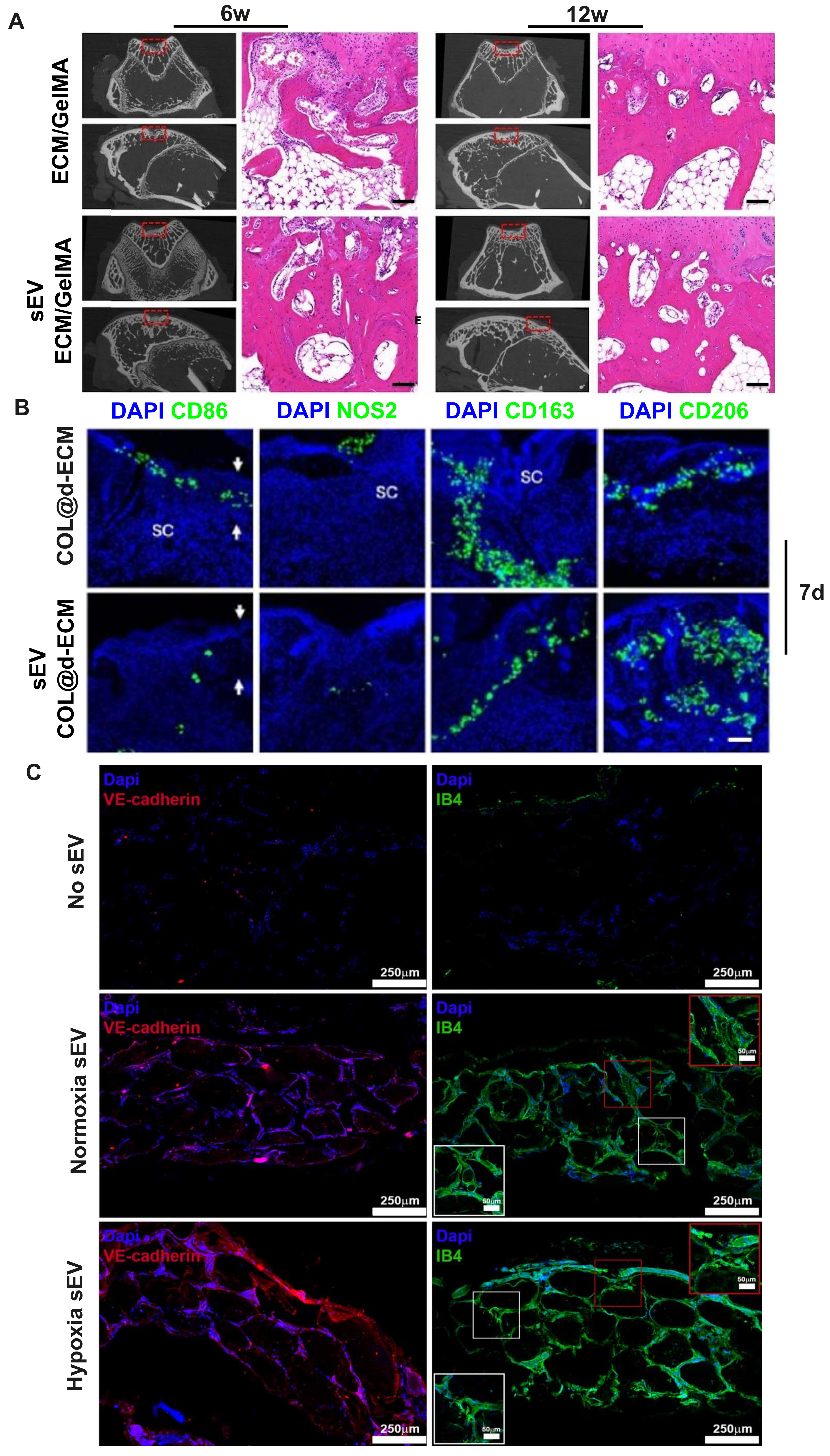 Synergistic potentials of small extracellular vesicles, biomaterials, and 3D bioprinting in periodontal regeneration: a scoping review