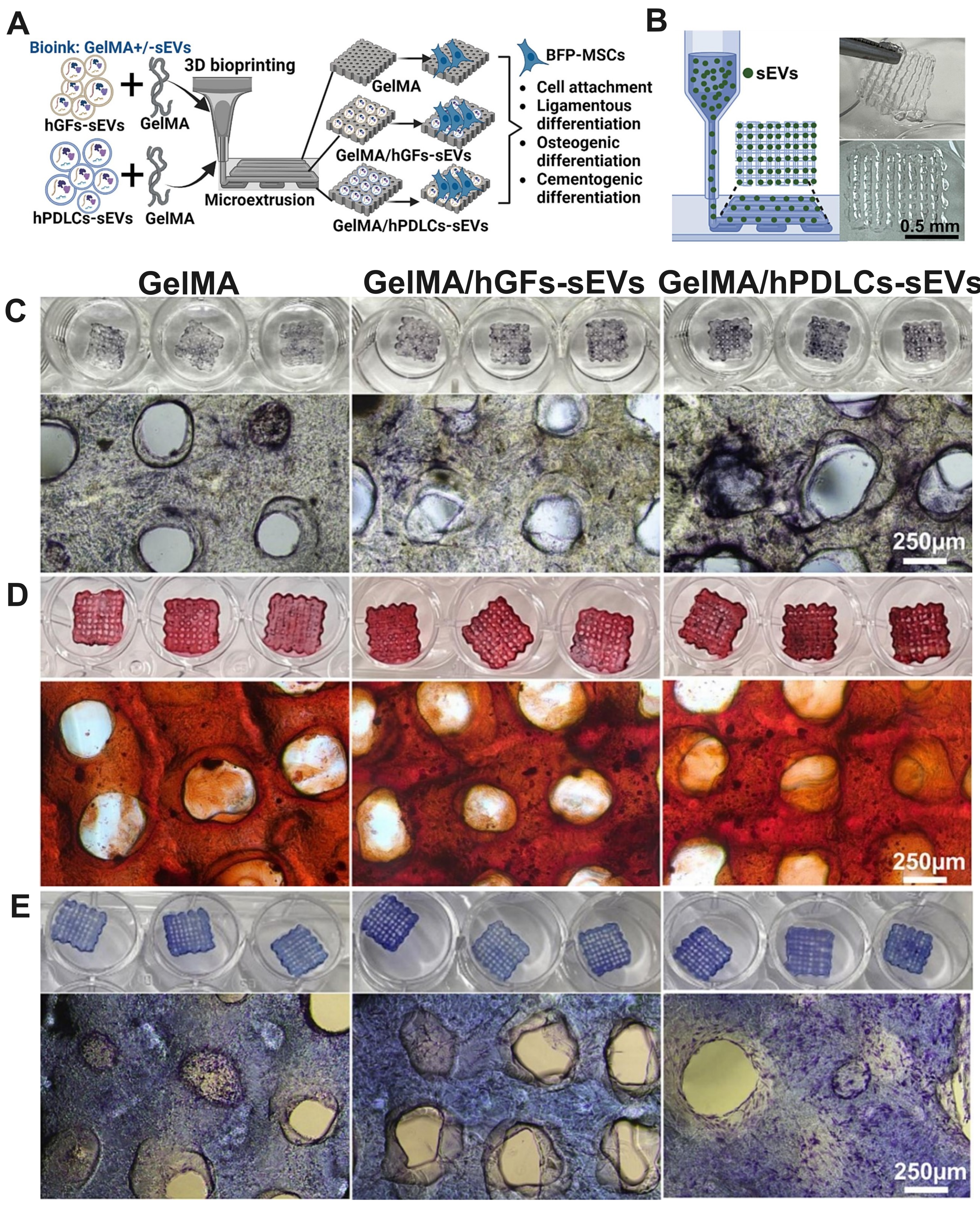 Synergistic potentials of small extracellular vesicles, biomaterials, and 3D bioprinting in periodontal regeneration: a scoping review