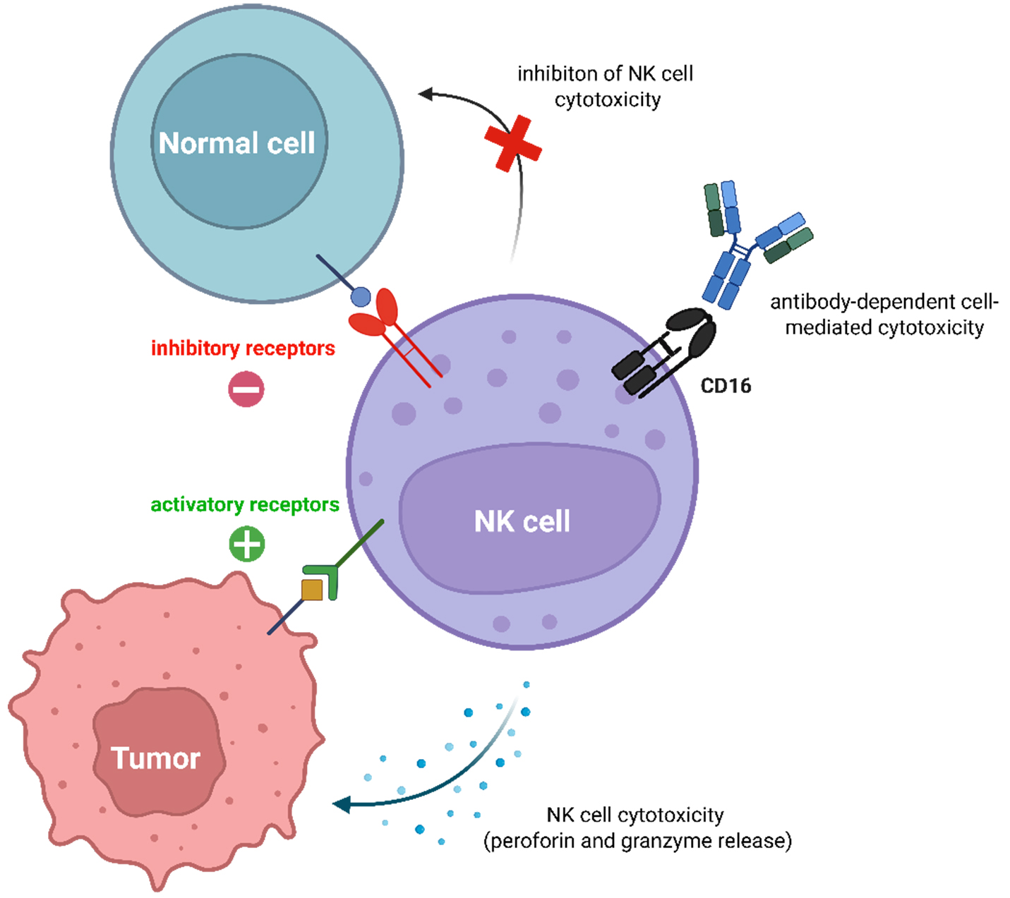 Emerging potential of CAR-NK cell therapy for hepatocellular carcinoma: current advances and translational challenges