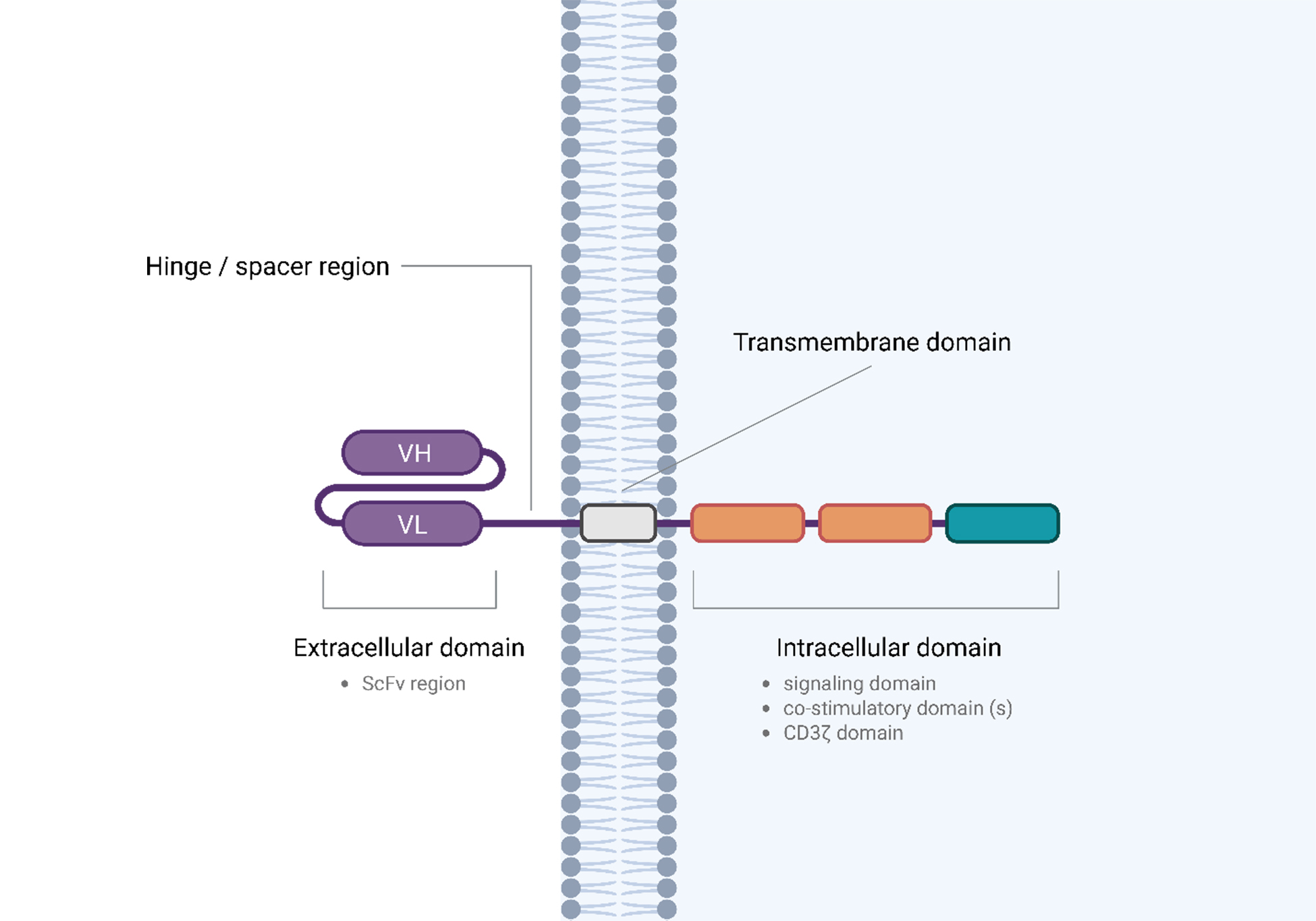 Emerging potential of CAR-NK cell therapy for hepatocellular carcinoma: current advances and translational challenges