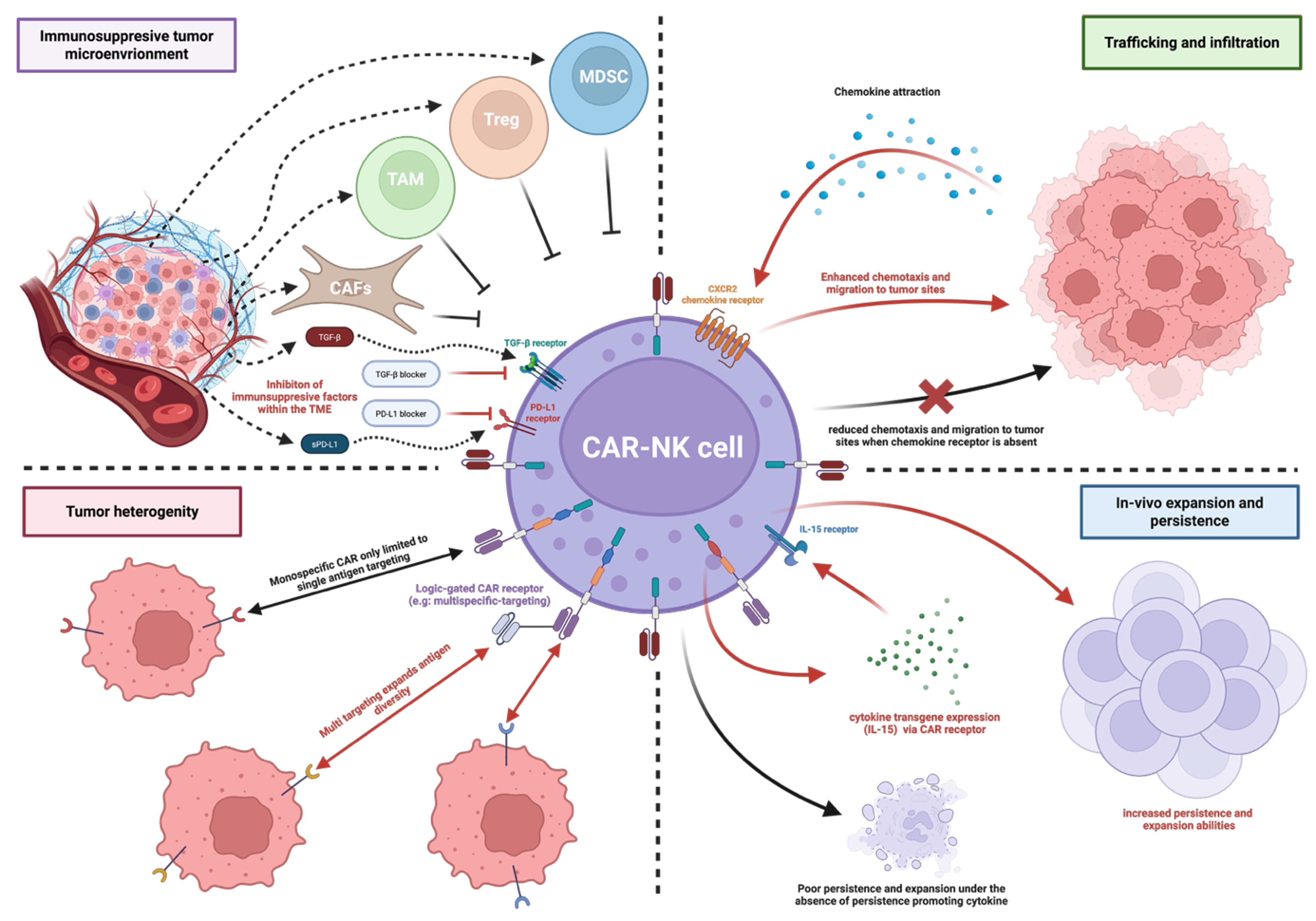 Emerging potential of CAR-NK cell therapy for hepatocellular carcinoma: current advances and translational challenges