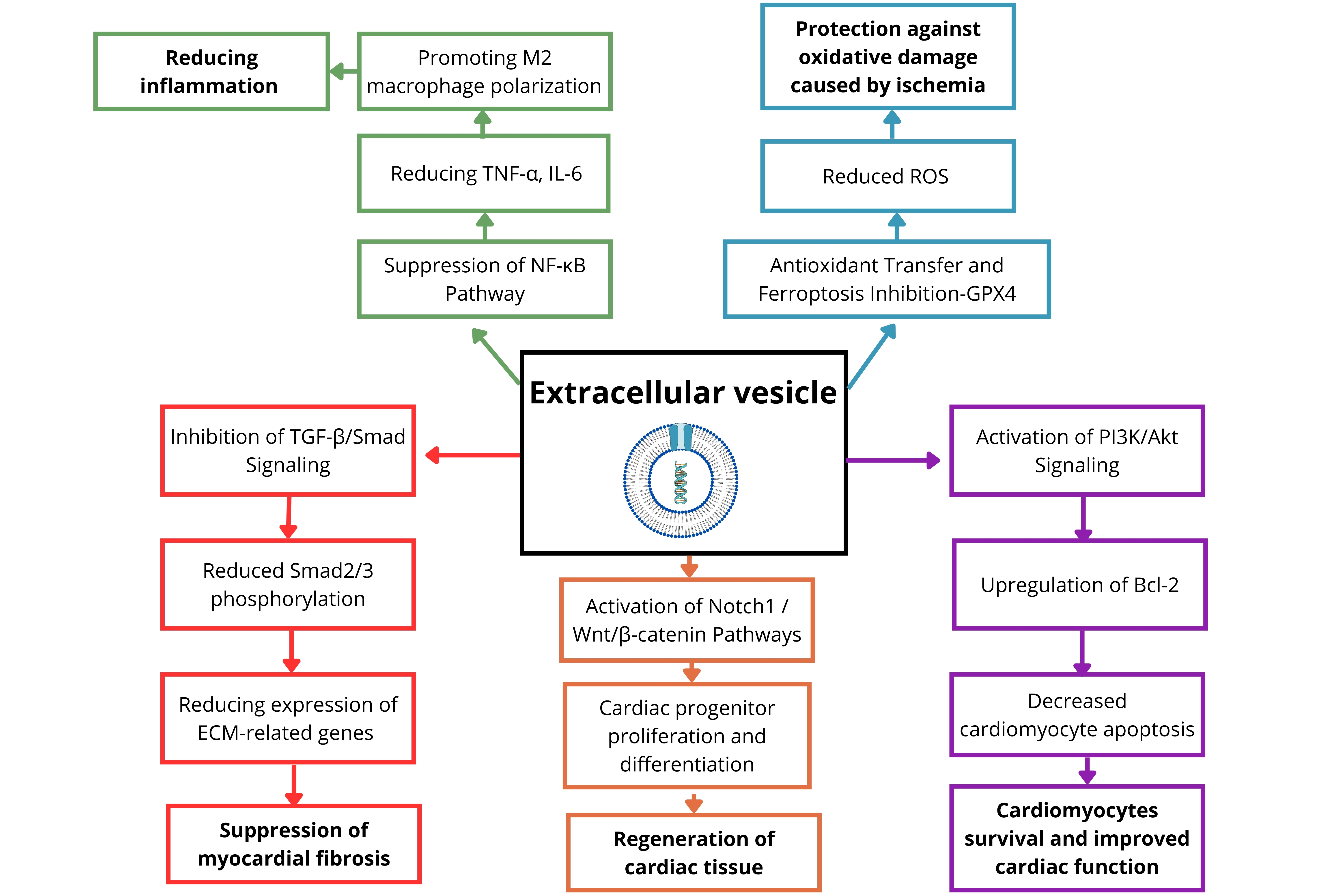 Extracellular vesicles in cardiac regeneration and aging: mechanisms and translation