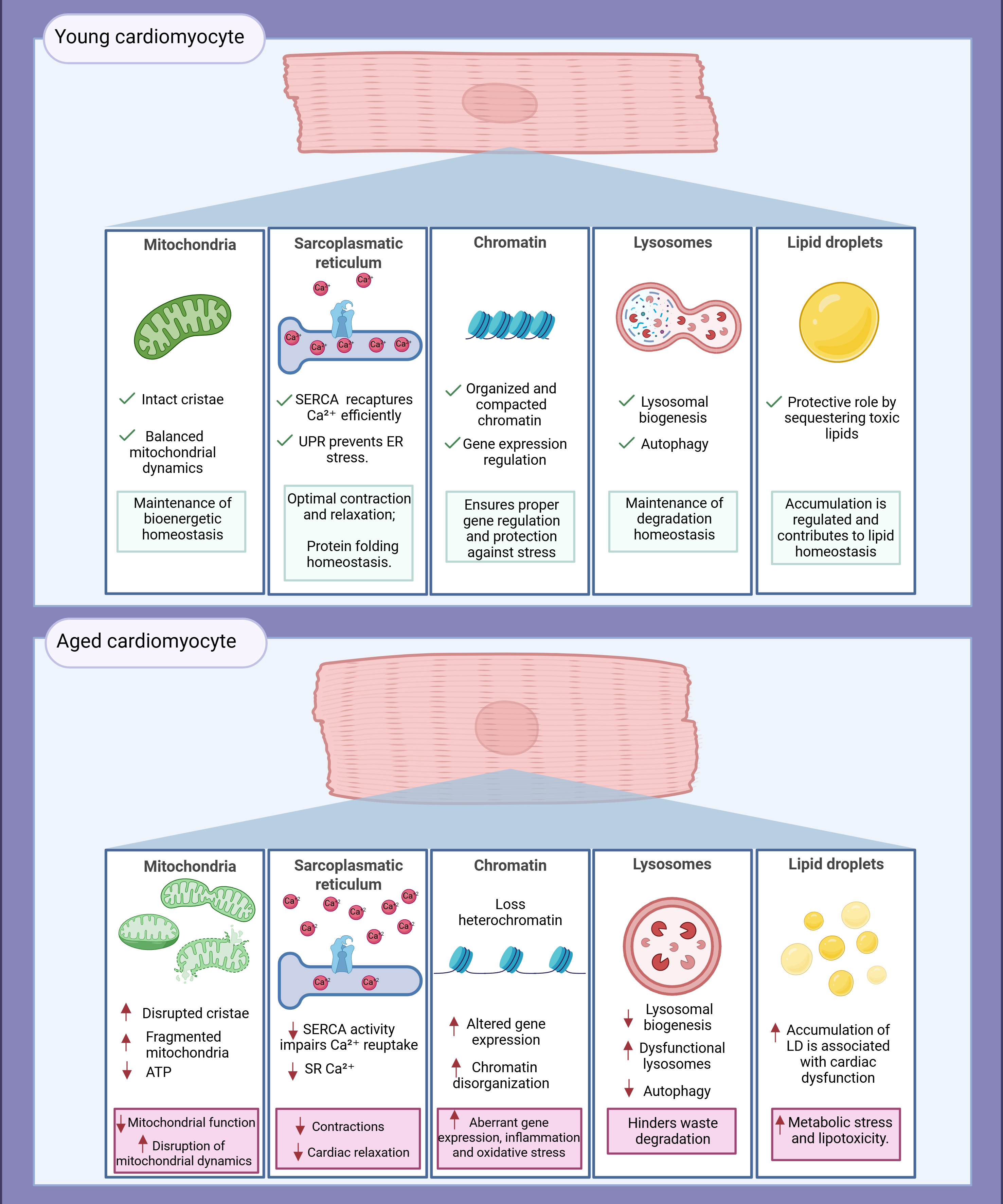 Aging-driven organelle miscommunication in the failing heart