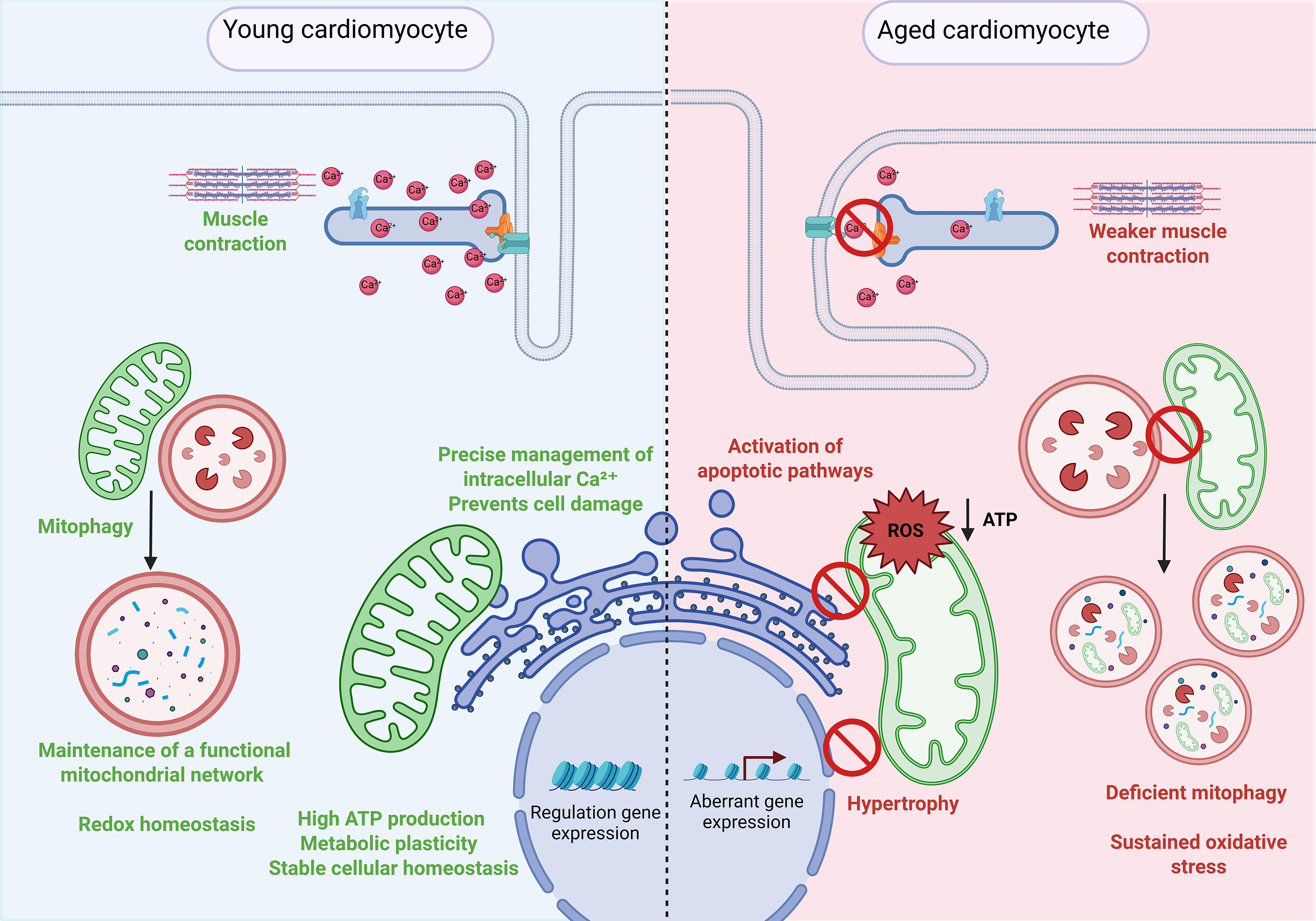 Aging-driven organelle miscommunication in the failing heart