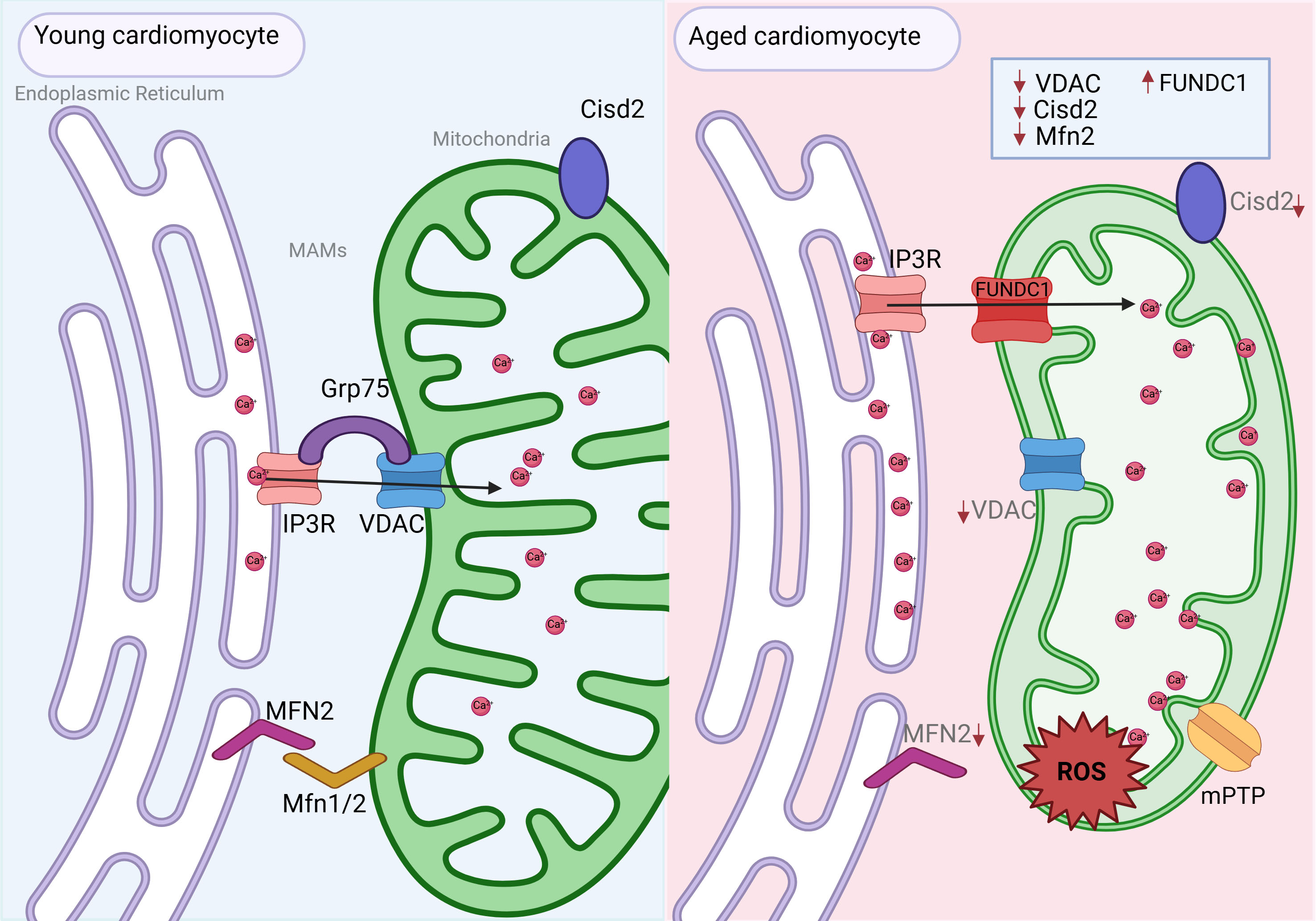 Aging-driven organelle miscommunication in the failing heart