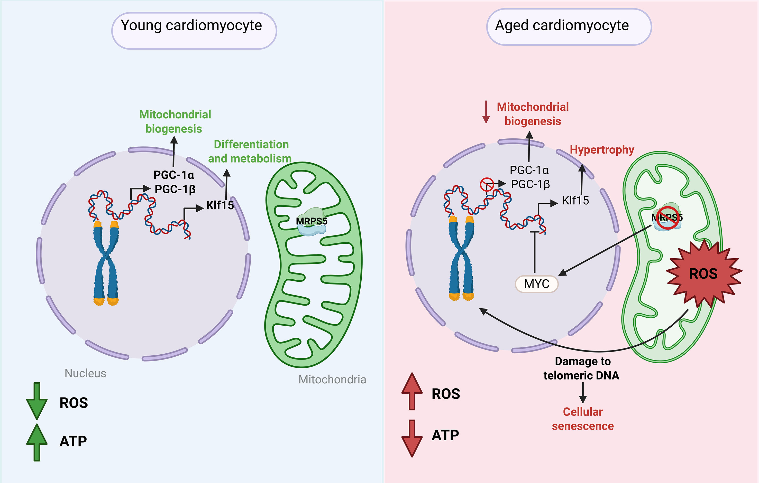 Aging-driven organelle miscommunication in the failing heart