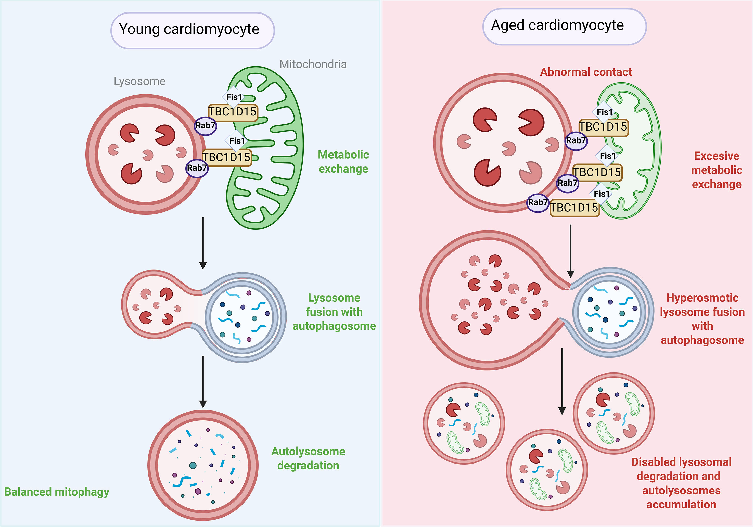 Aging-driven organelle miscommunication in the failing heart