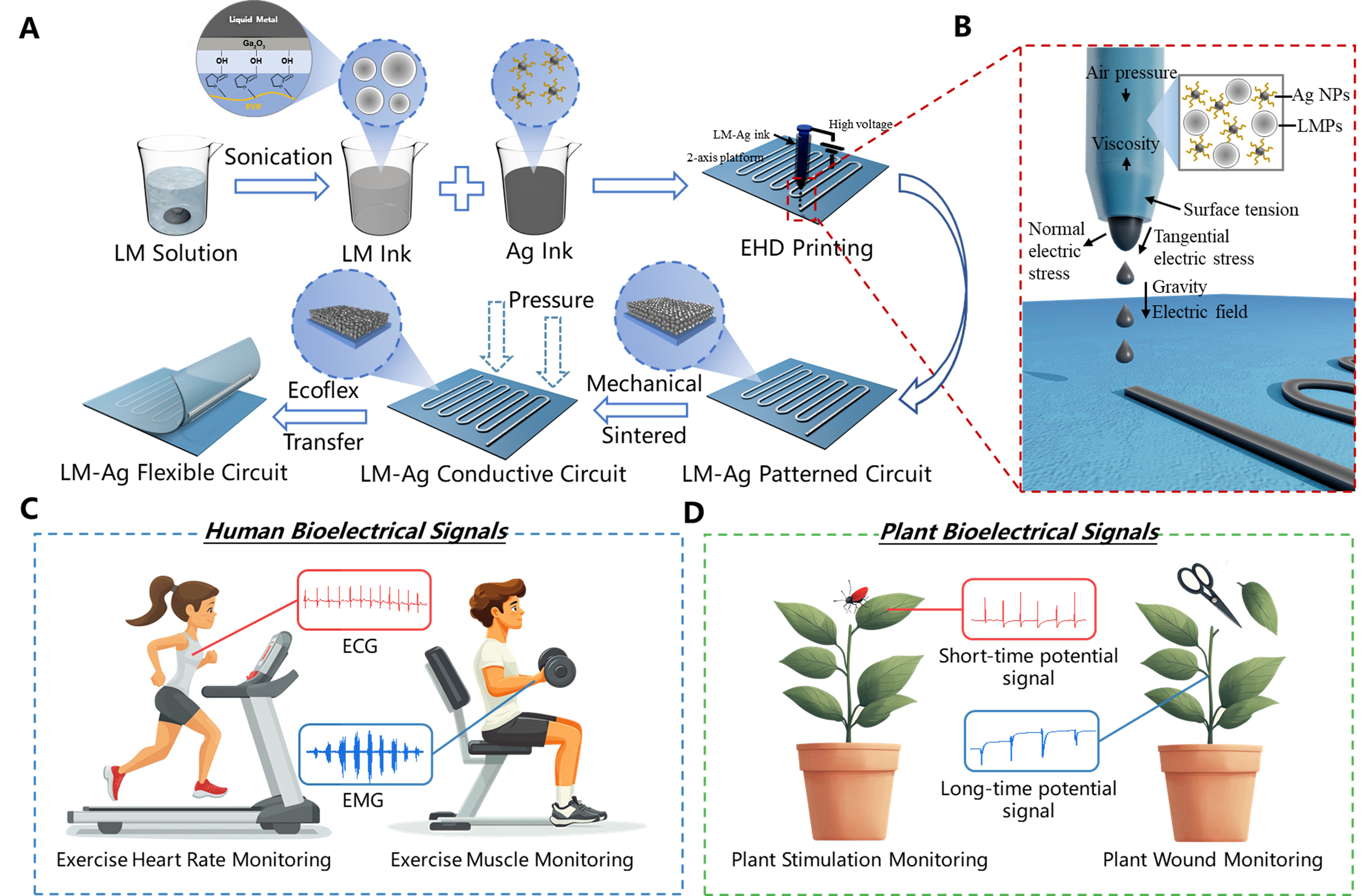 High-precision electrohydrodynamic printing of EGaIn-AgNPs biphasic conductive ink for conformal and lightweight bioelectrodes
