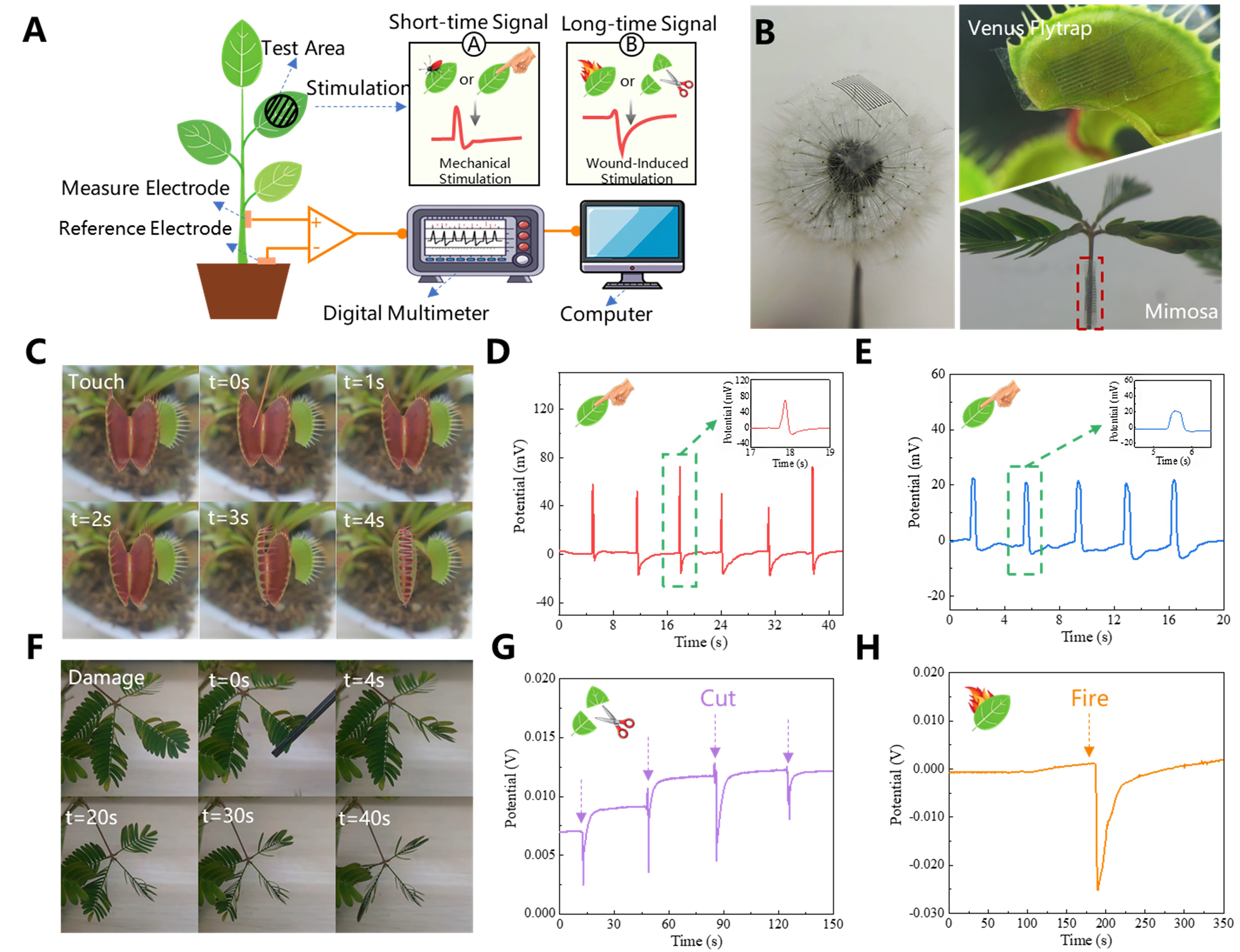 High-precision electrohydrodynamic printing of EGaIn-AgNPs biphasic conductive ink for conformal and lightweight bioelectrodes