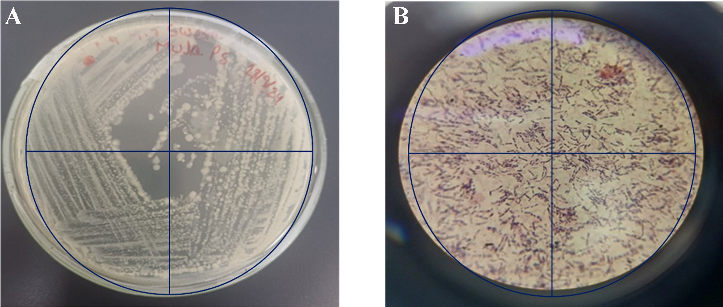 Microbial biodegradation of polystyrene microplastics: isolation, characterization and degradation efficiency of a river-isolated bacterium