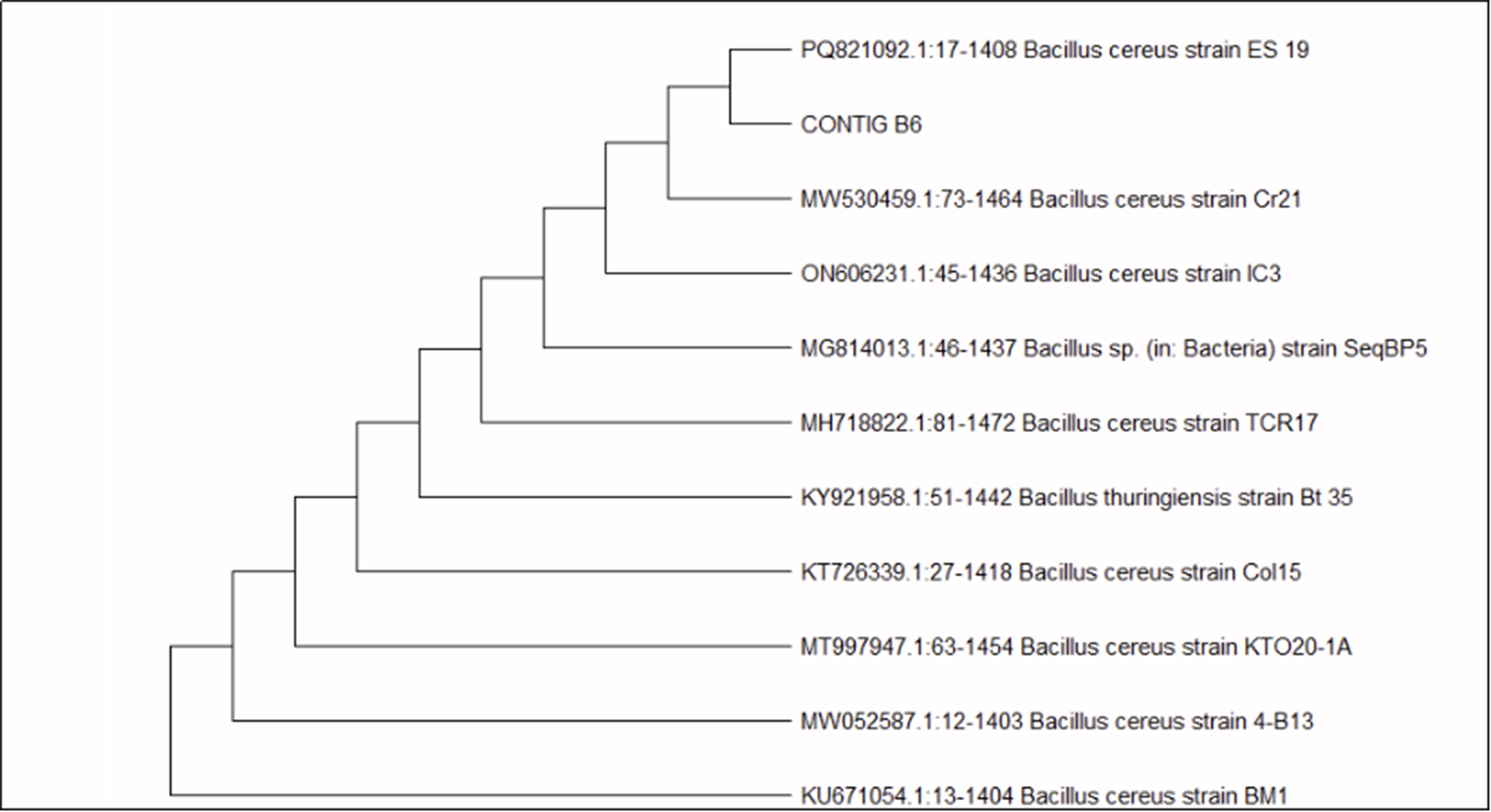 Microbial biodegradation of polystyrene microplastics: isolation, characterization and degradation efficiency of a river-isolated bacterium