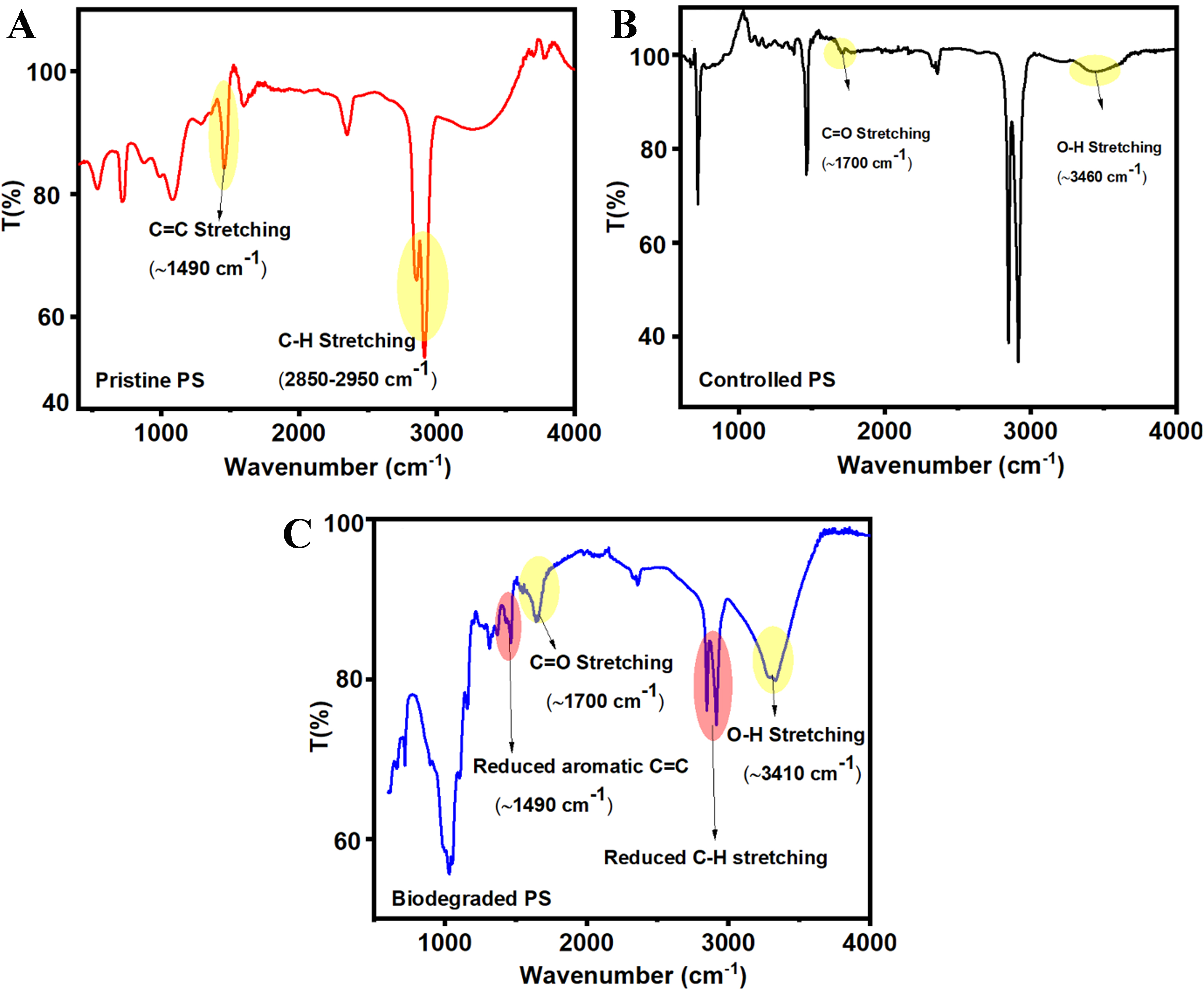 Microbial biodegradation of polystyrene microplastics: isolation, characterization and degradation efficiency of a river-isolated bacterium