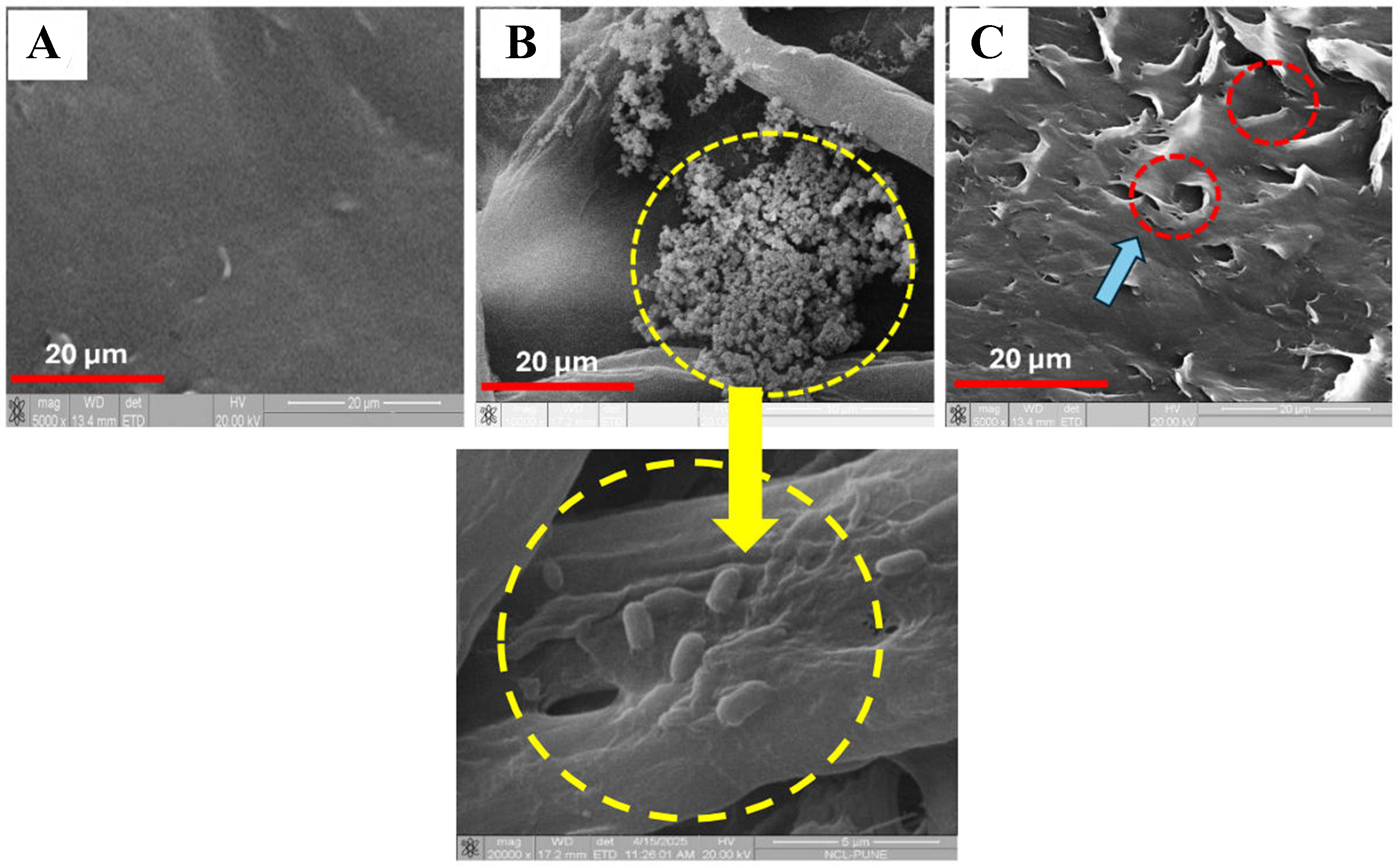 Microbial biodegradation of polystyrene microplastics: isolation, characterization and degradation efficiency of a river-isolated bacterium