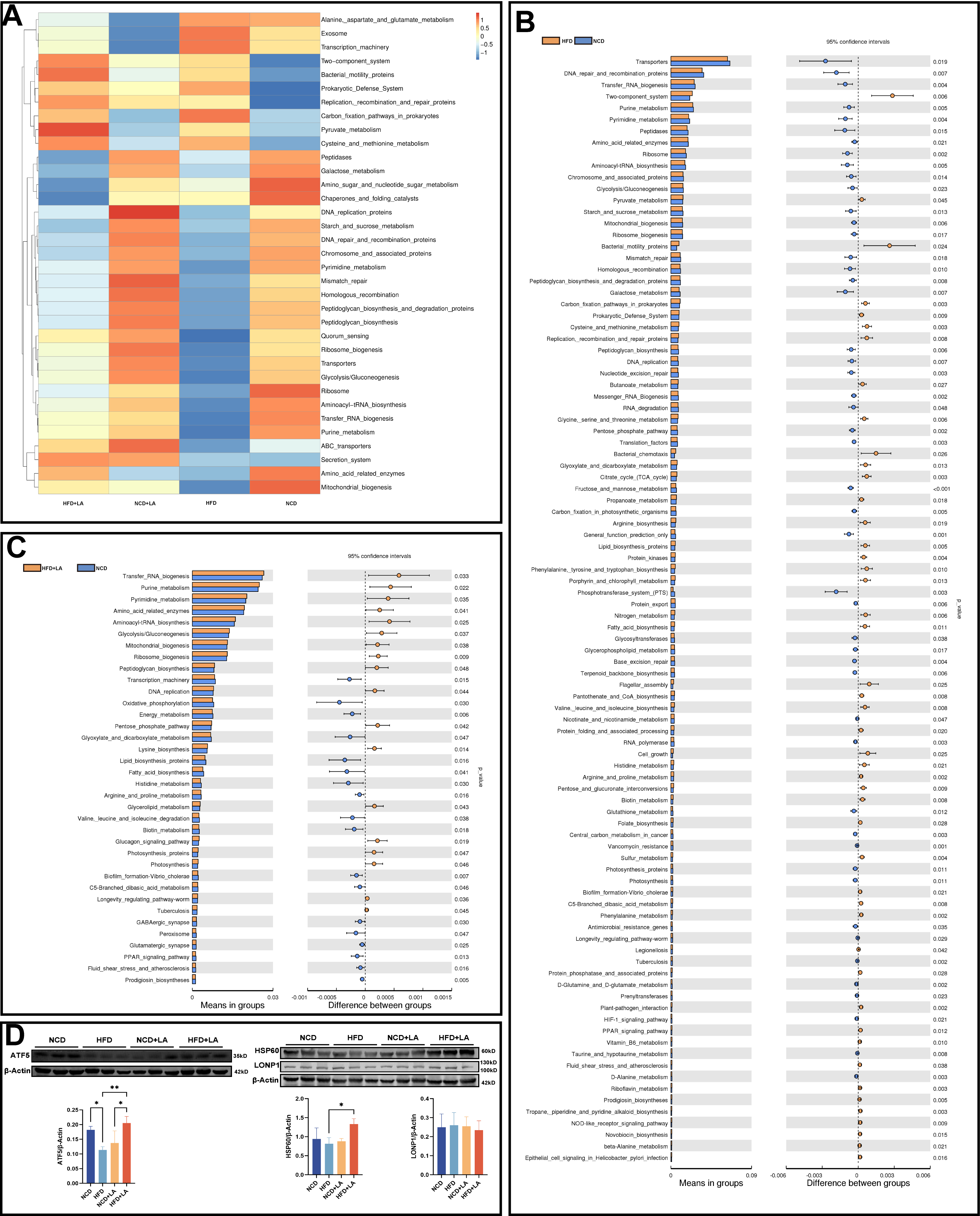 Short-term L-arabinose administration alleviates MASLD by remodeling gut microbiota and activating hepatic ATF5-dependent mitochondrial unfolded protein response