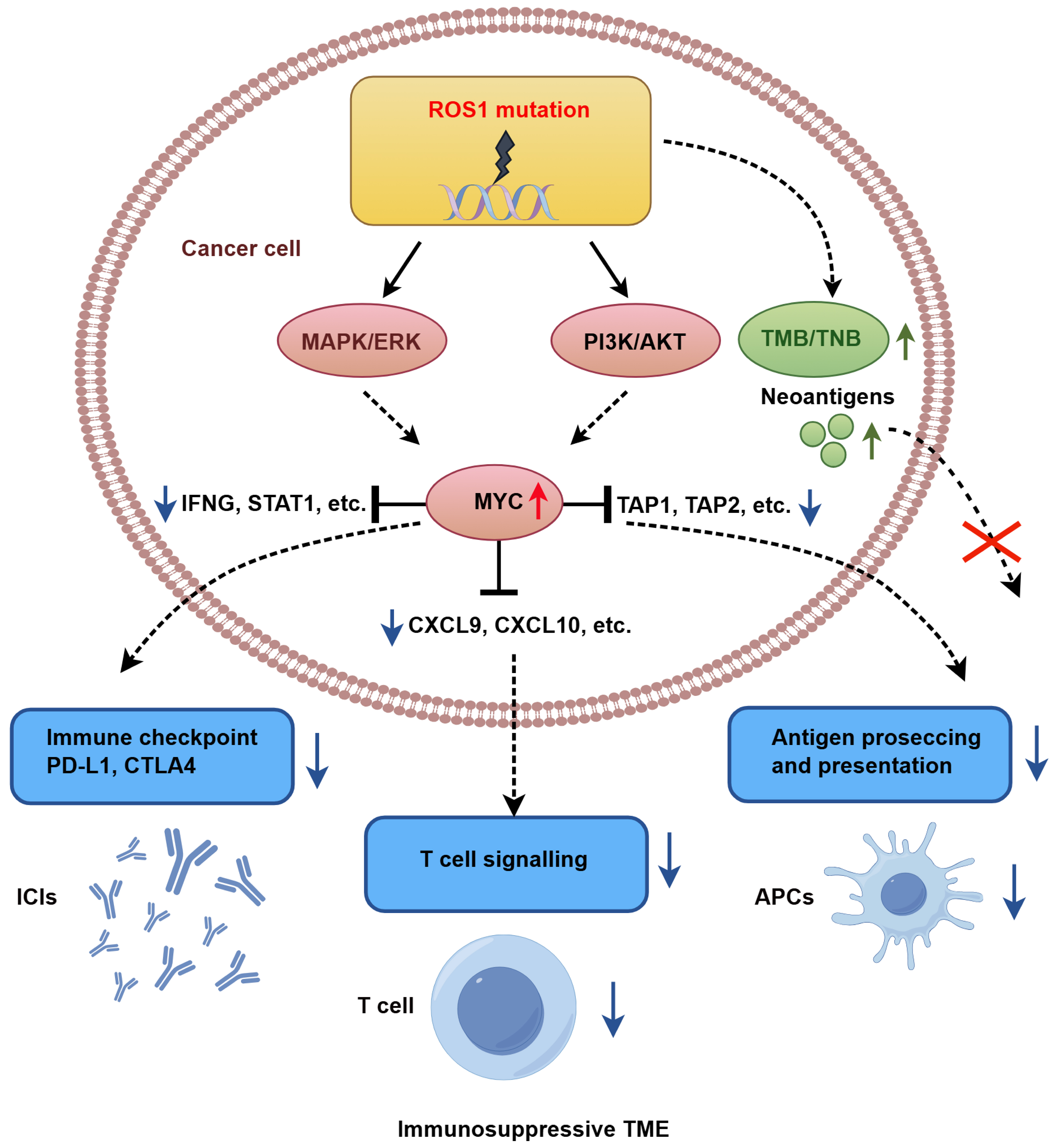  <i>ROS1</i> mutations promote an immunosuppressive tumor microenvironment via <i>MYC</i> to confer immune evasion in head and neck cancer