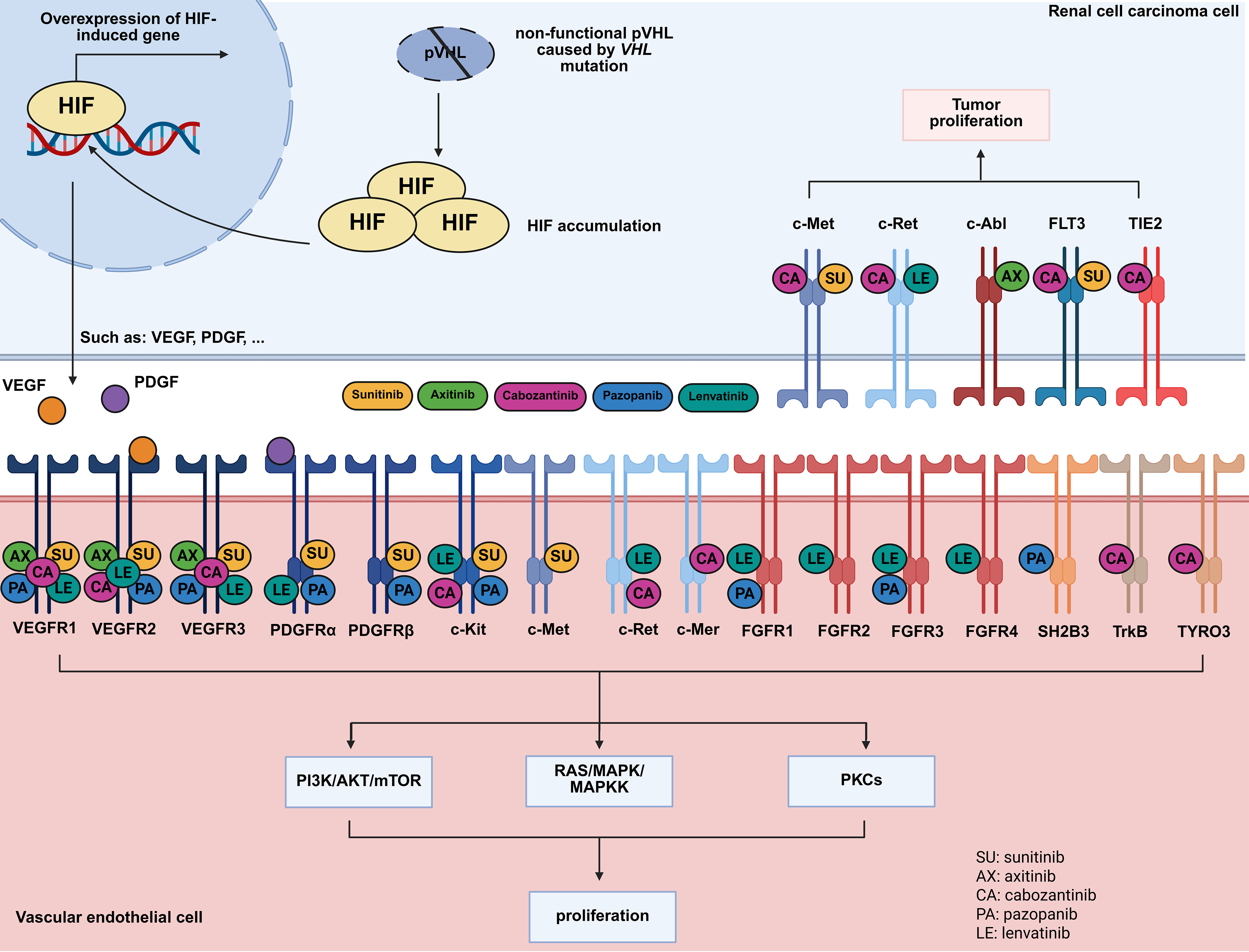 Recent progress on tyrosine kinase inhibitors resistance in renal cell carcinoma: another brick in the wall?