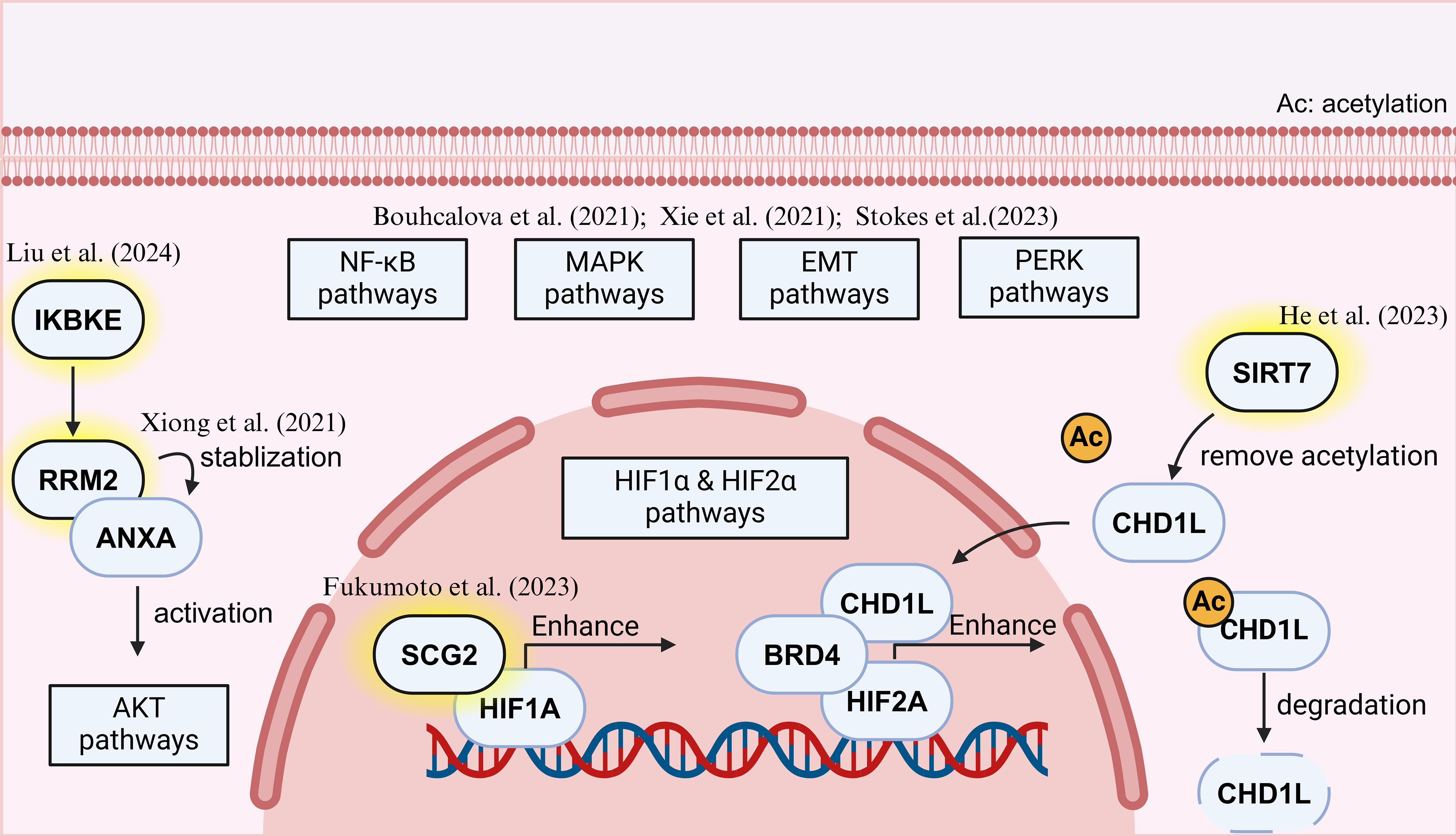 Recent progress on tyrosine kinase inhibitors resistance in renal cell carcinoma: another brick in the wall?