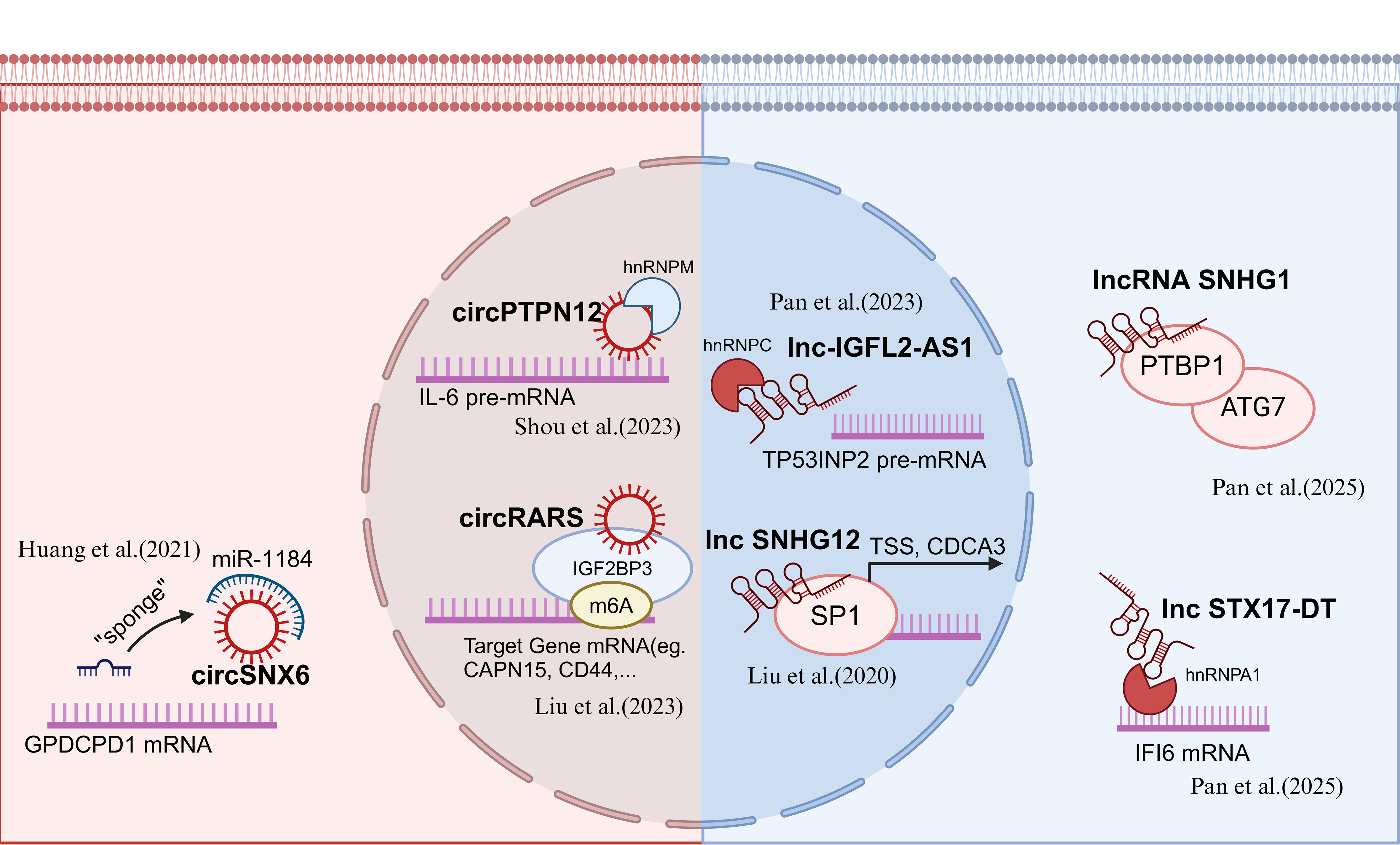 Recent progress on tyrosine kinase inhibitors resistance in renal cell carcinoma: another brick in the wall?