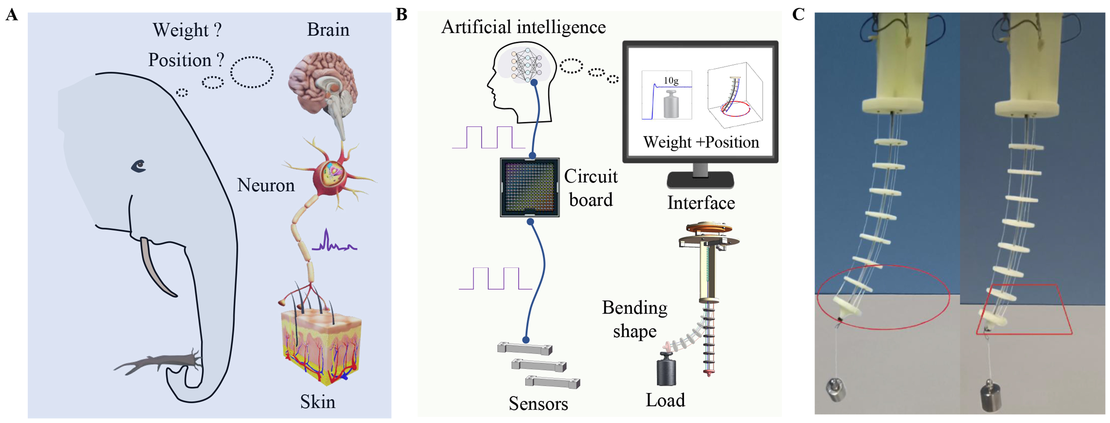 Load-adaptive shape sensing and control of a tendon-driven continuum robot actuated by SMA springs