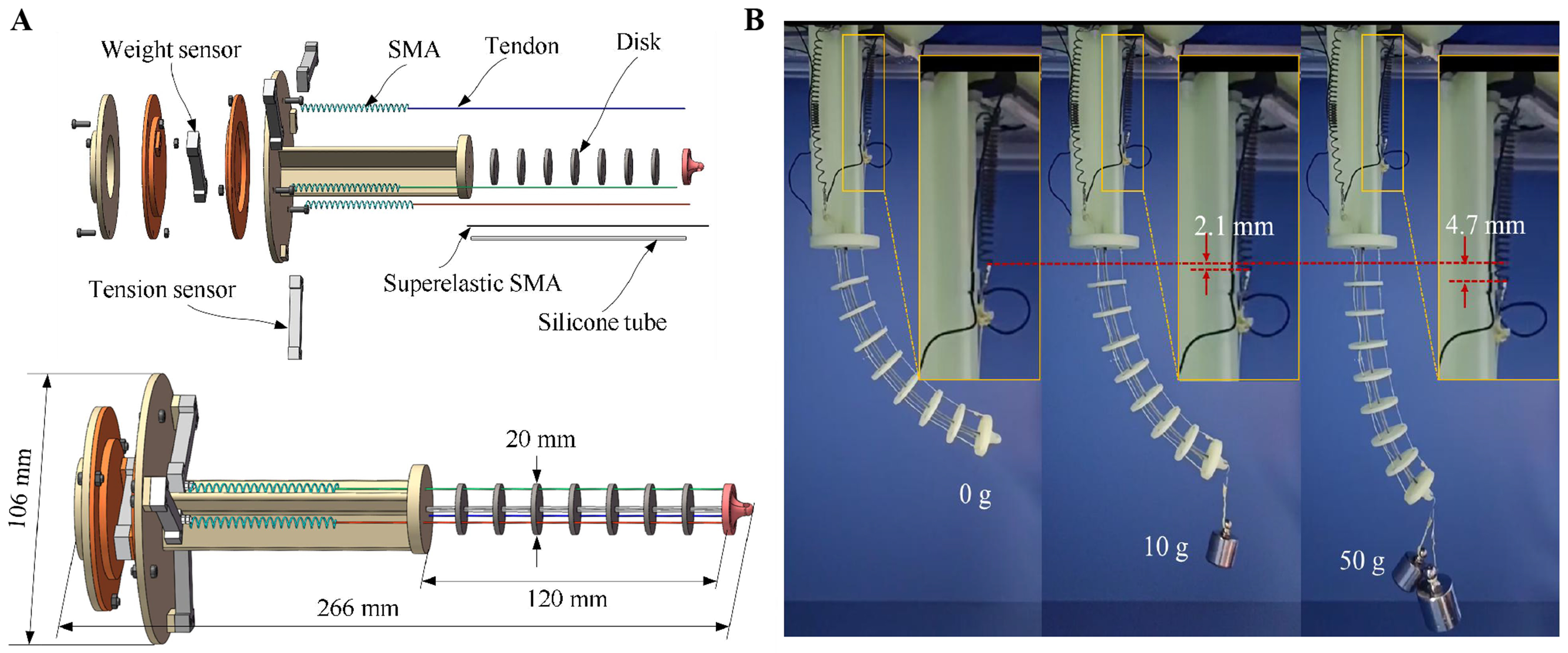 Load-adaptive shape sensing and control of a tendon-driven continuum robot actuated by SMA springs