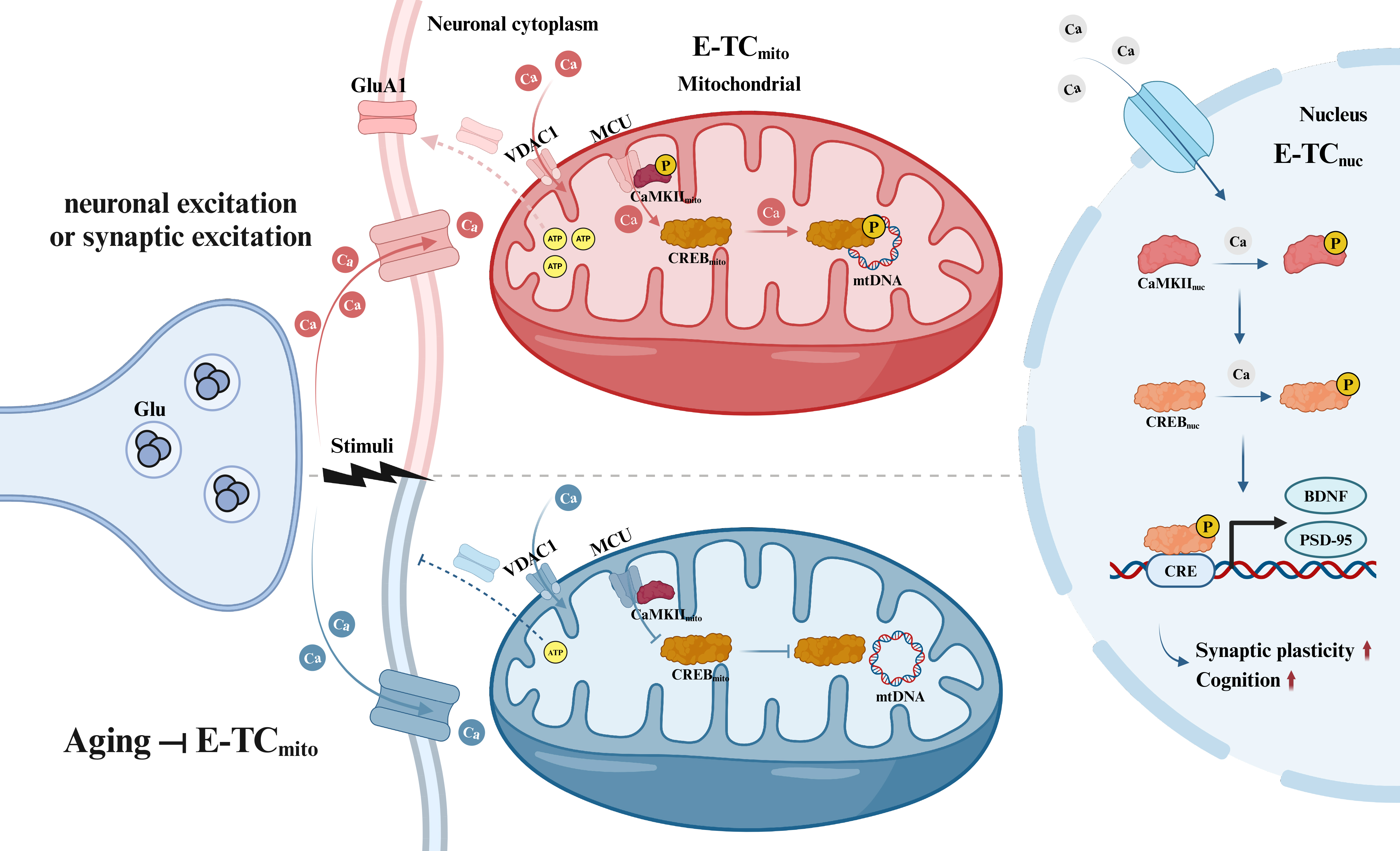 A new route for mitigating age-related cognitive decline