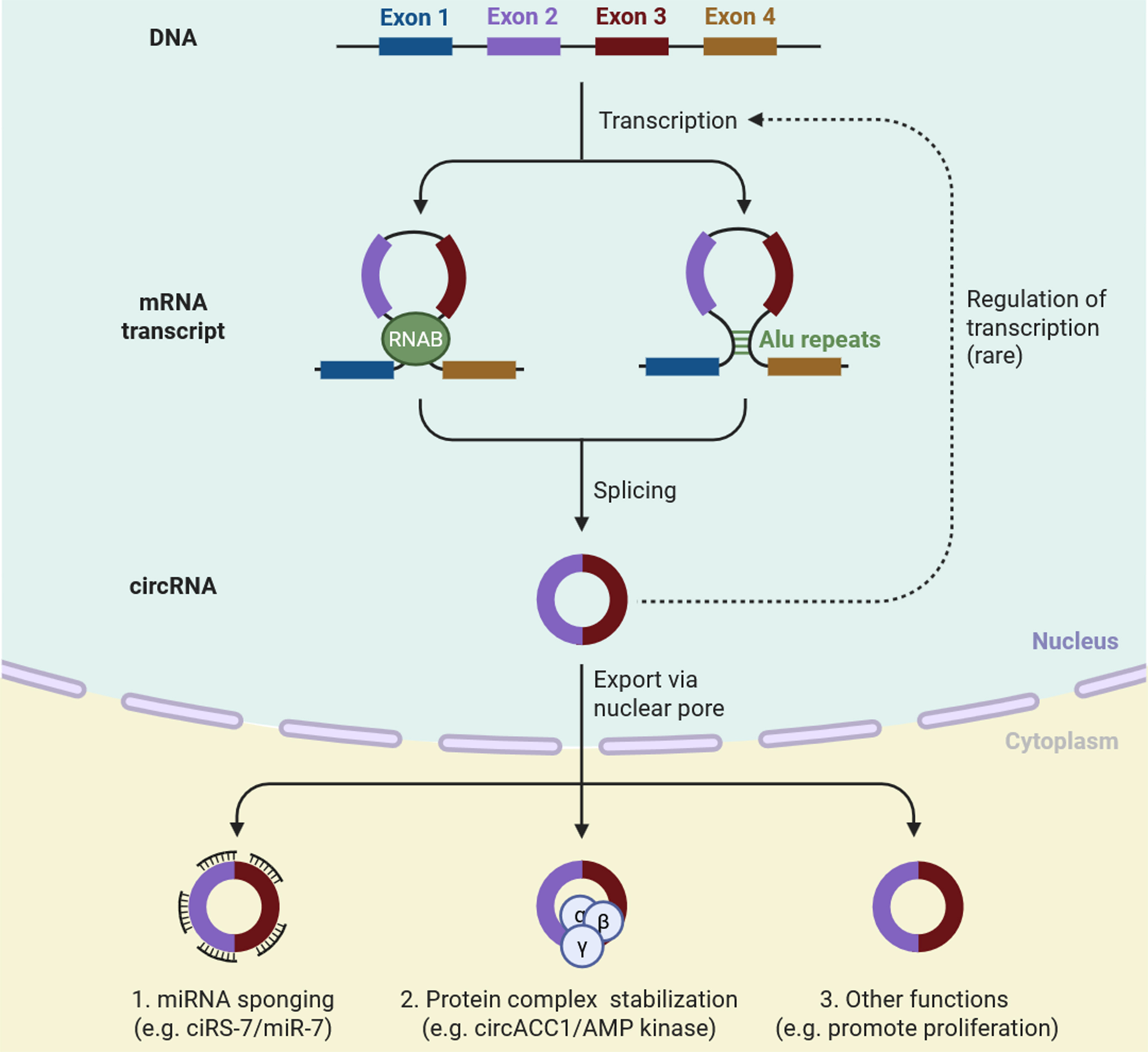 Circular RNA-based liquid biopsy: a promising approach for monitoring drug resistance in cancer