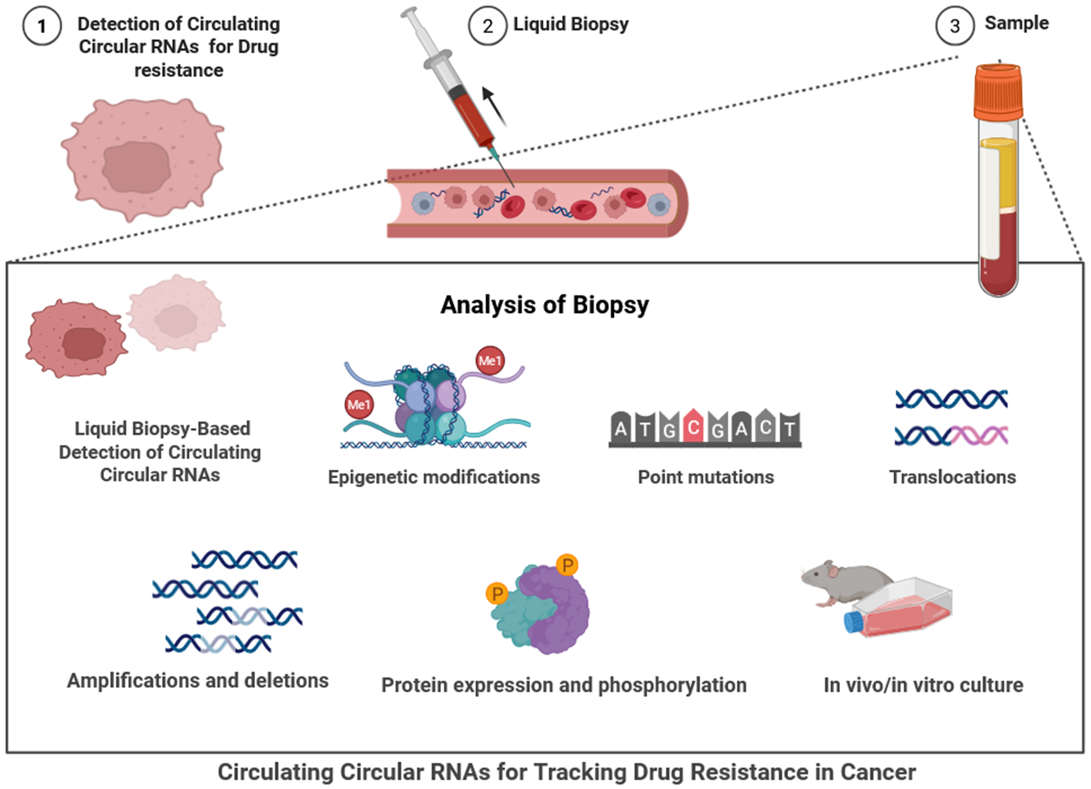 Circular RNA-based liquid biopsy: a promising approach for monitoring drug resistance in cancer