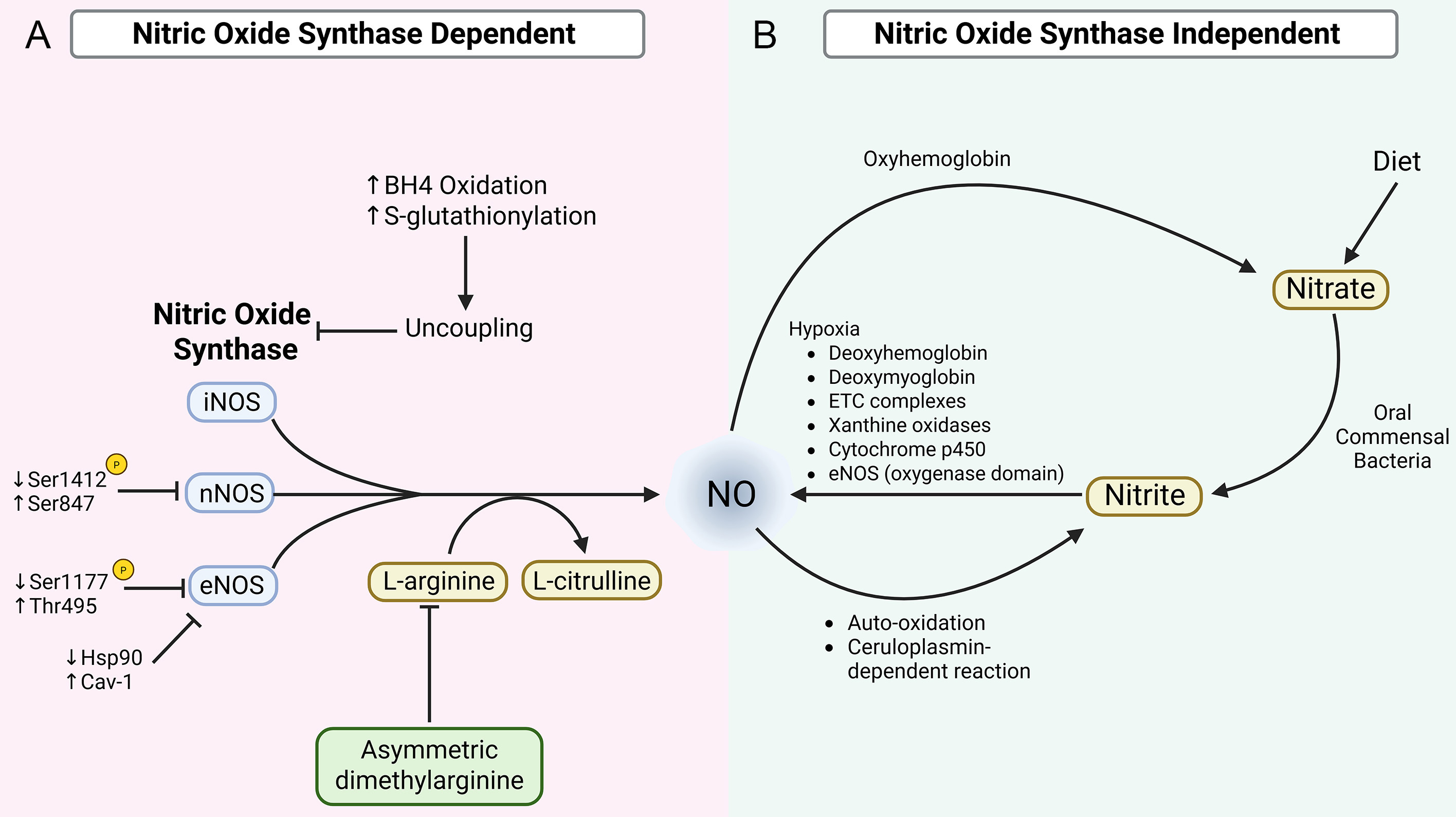 Declining nitric oxide bioavailability in cardiovascular aging: mechanistic insights and emerging interventions