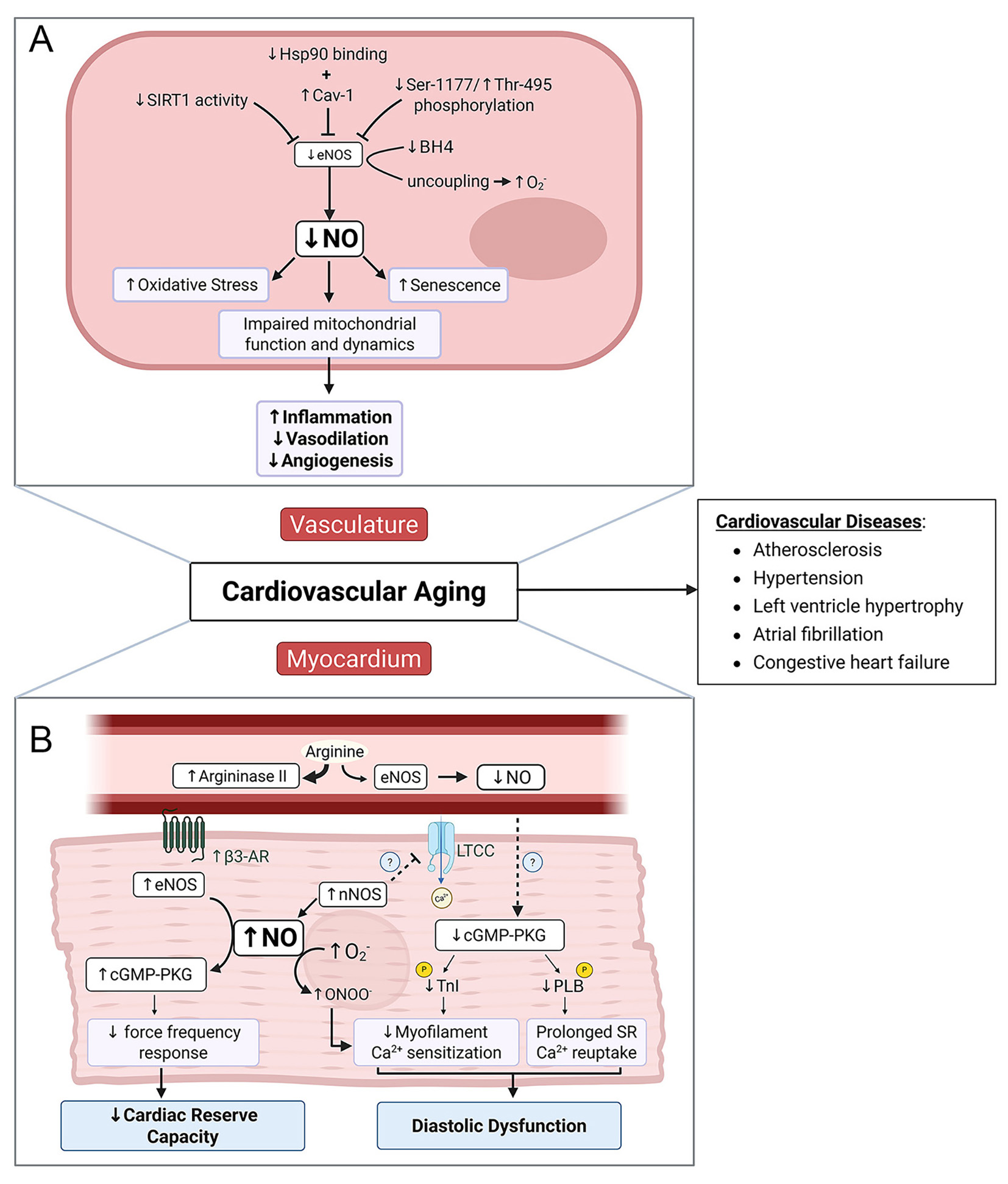 Declining nitric oxide bioavailability in cardiovascular aging: mechanistic insights and emerging interventions