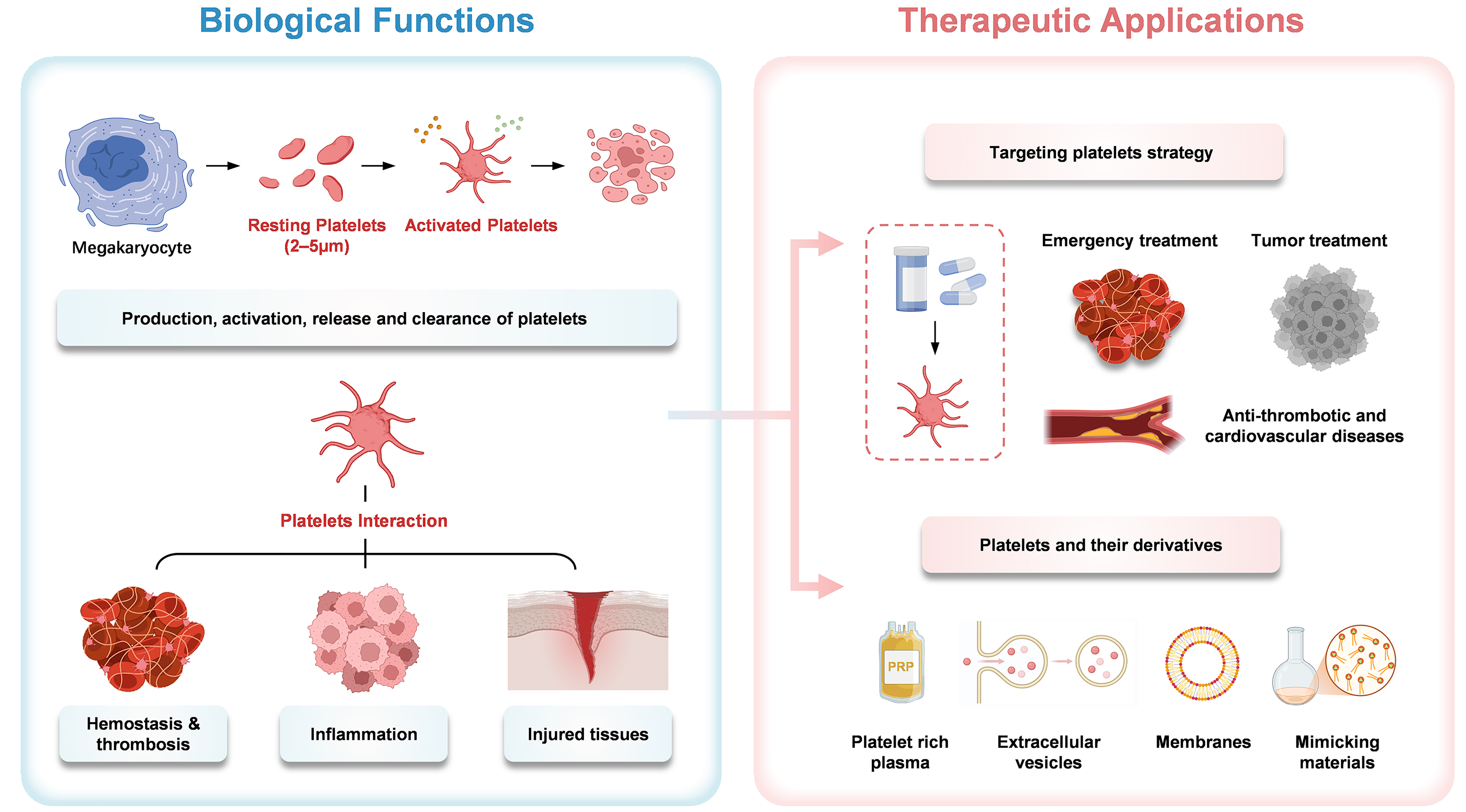 Multi-functional platelets: translating biological functions into therapeutic applications