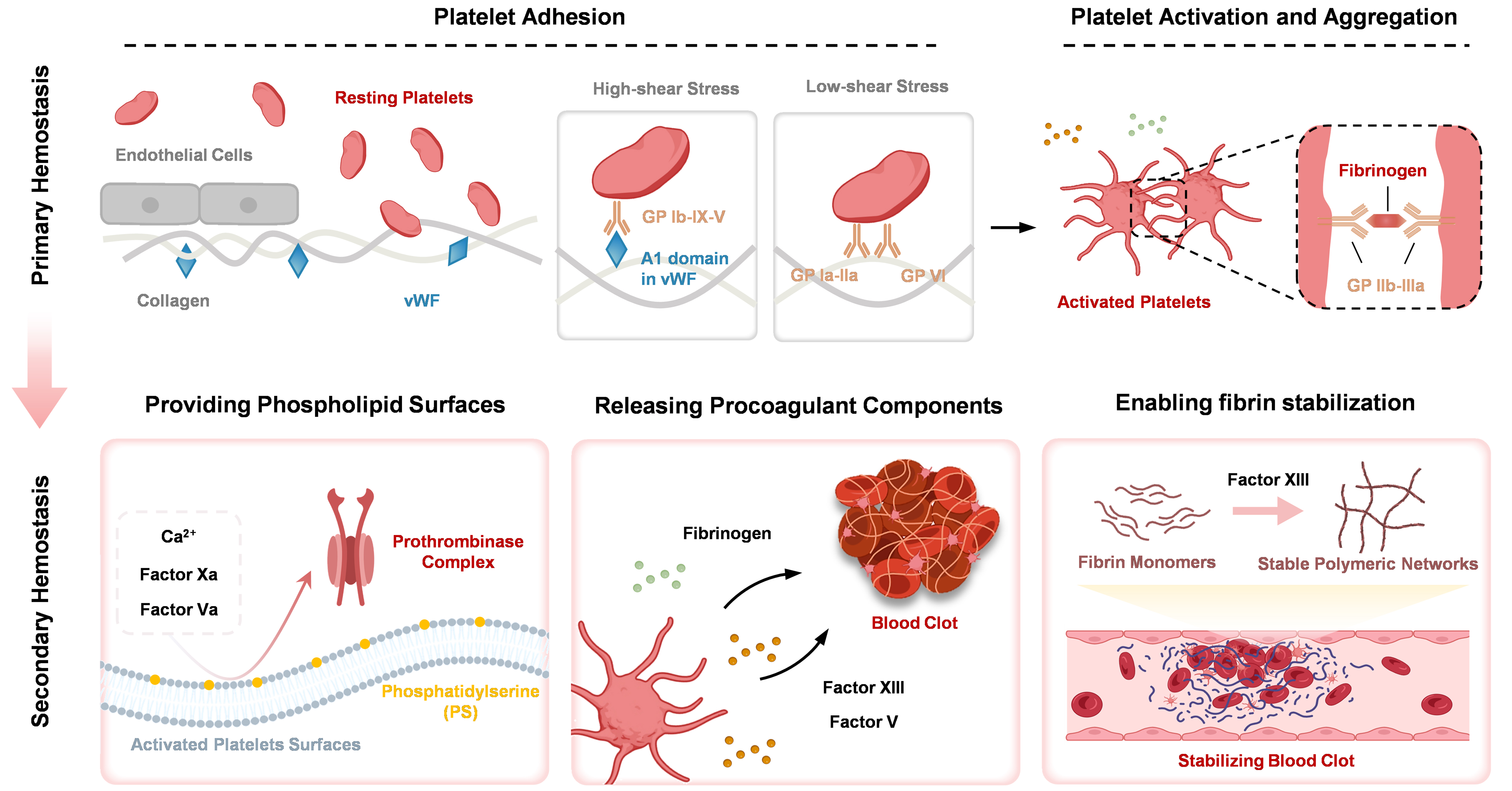 Multi-functional platelets: translating biological functions into therapeutic applications