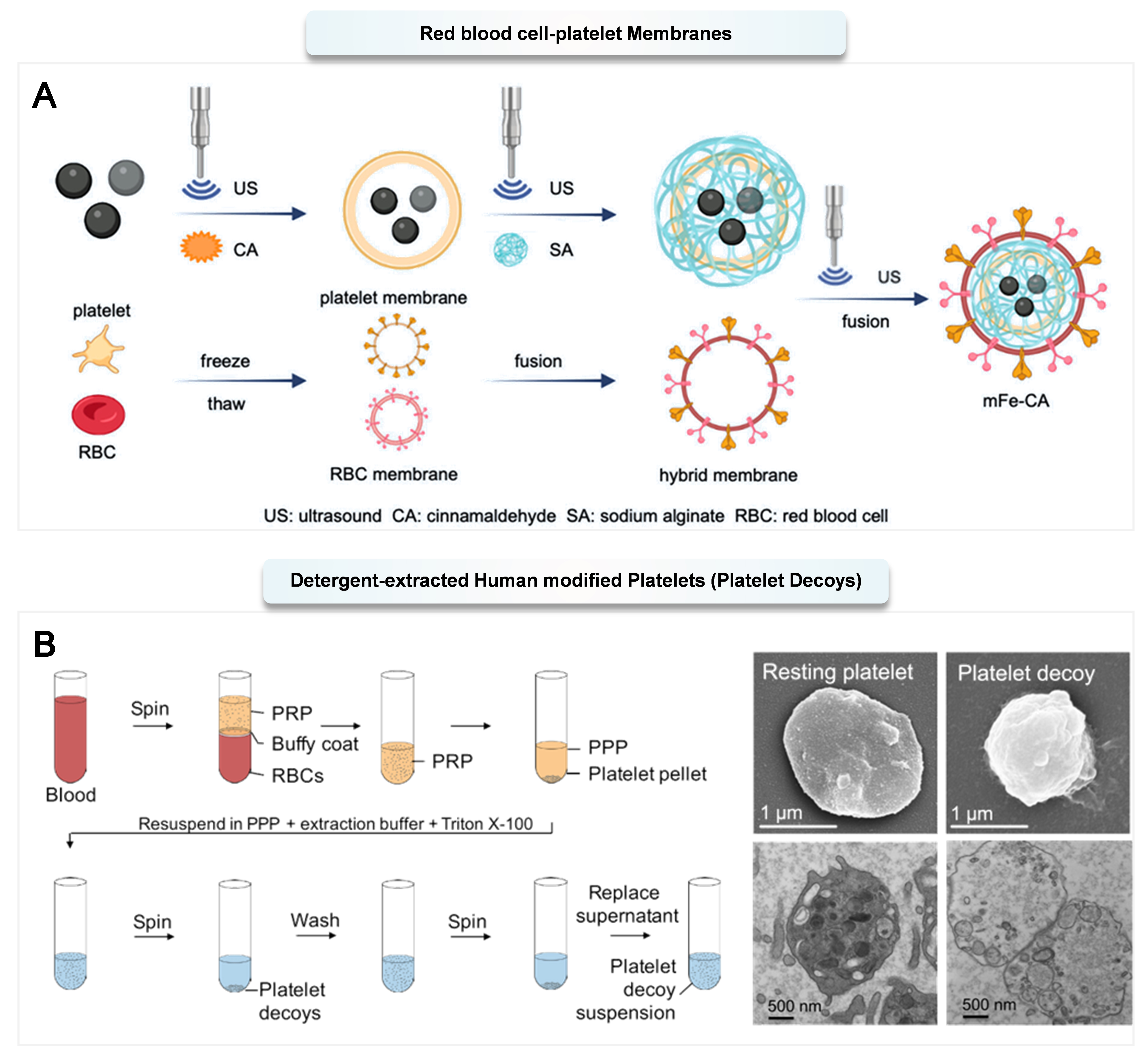 Multi-functional platelets: translating biological functions into therapeutic applications