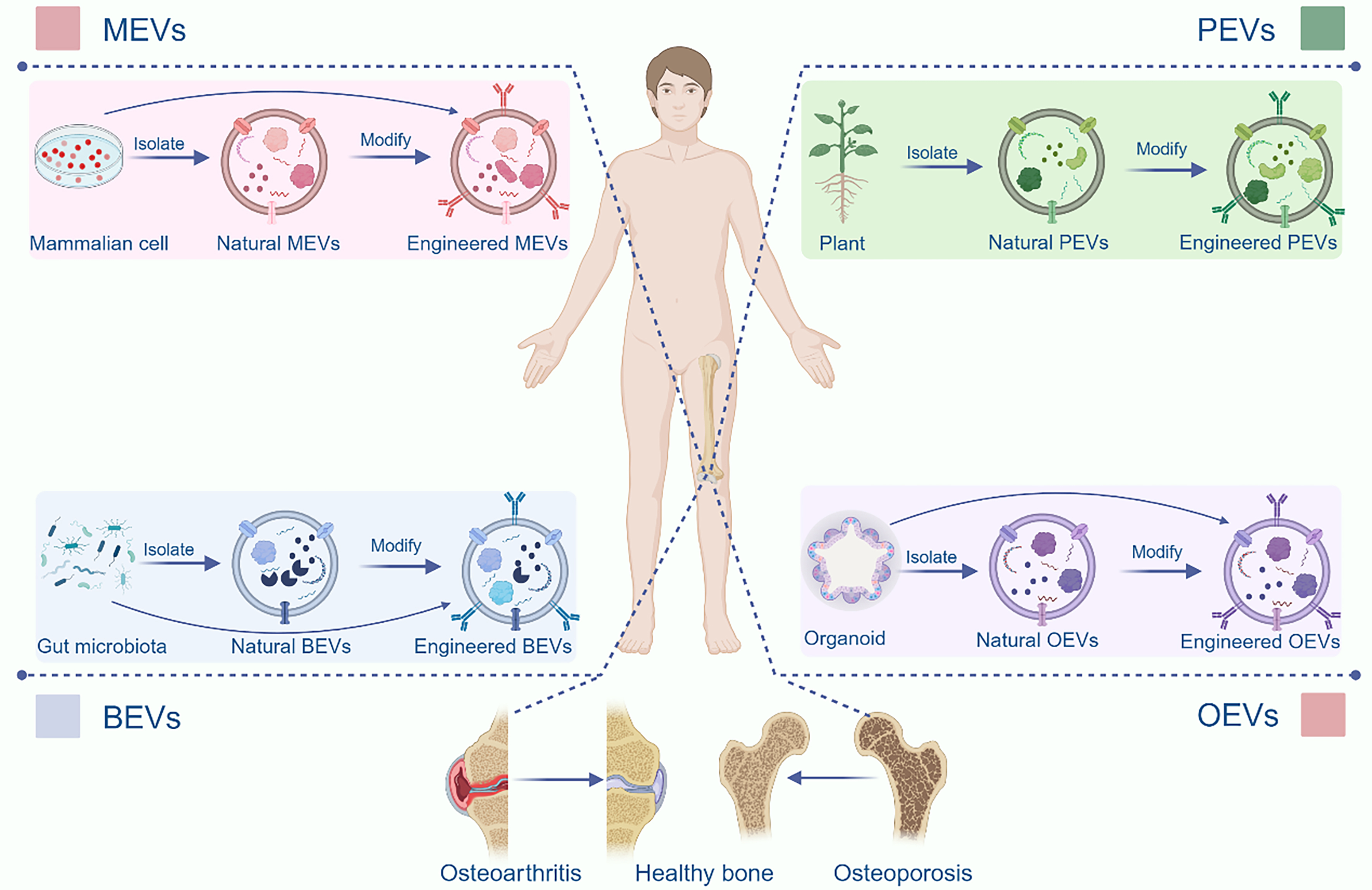 Extracellular vesicles in bone aging: therapeutic strategies and applications