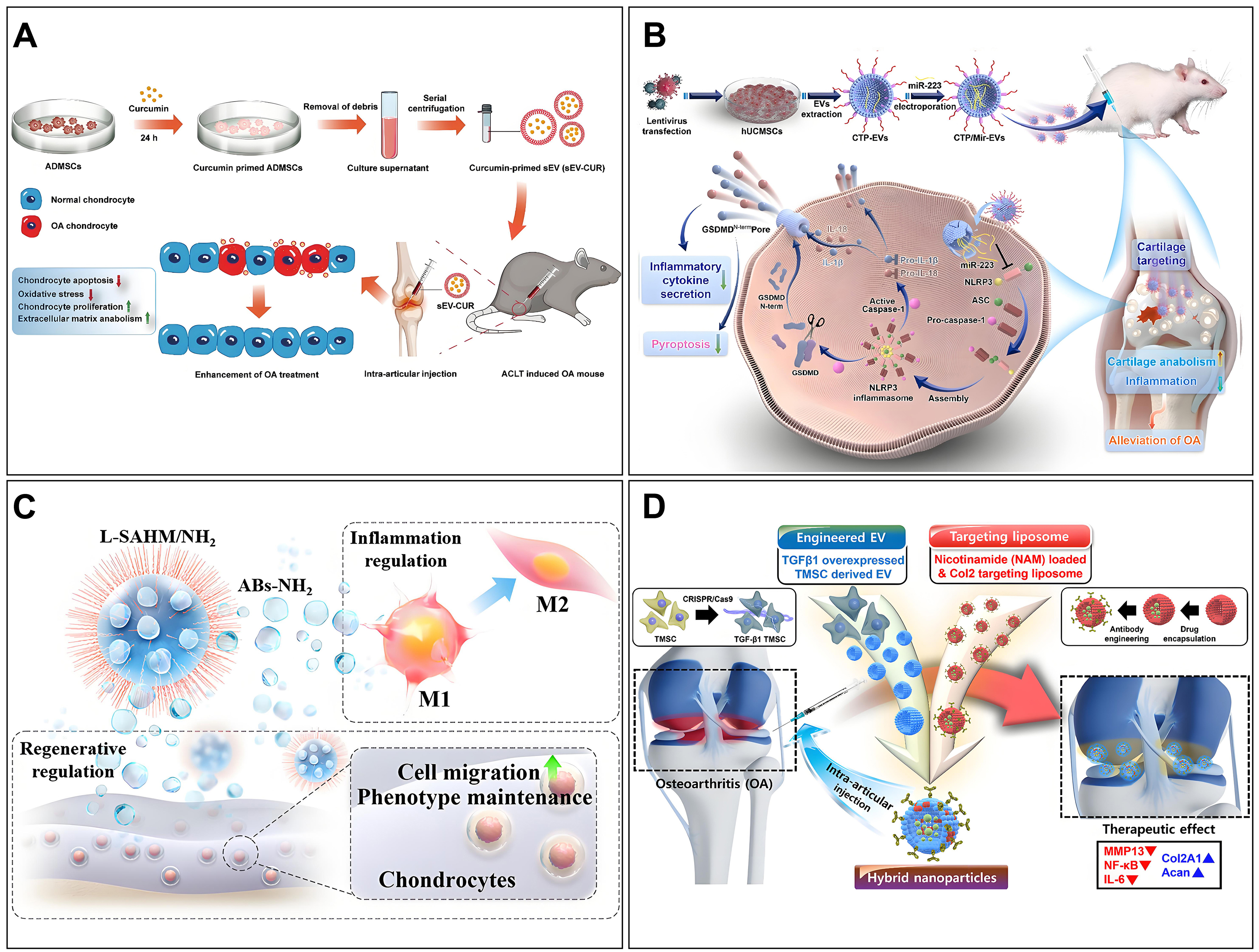 Extracellular vesicles in bone aging: therapeutic strategies and applications