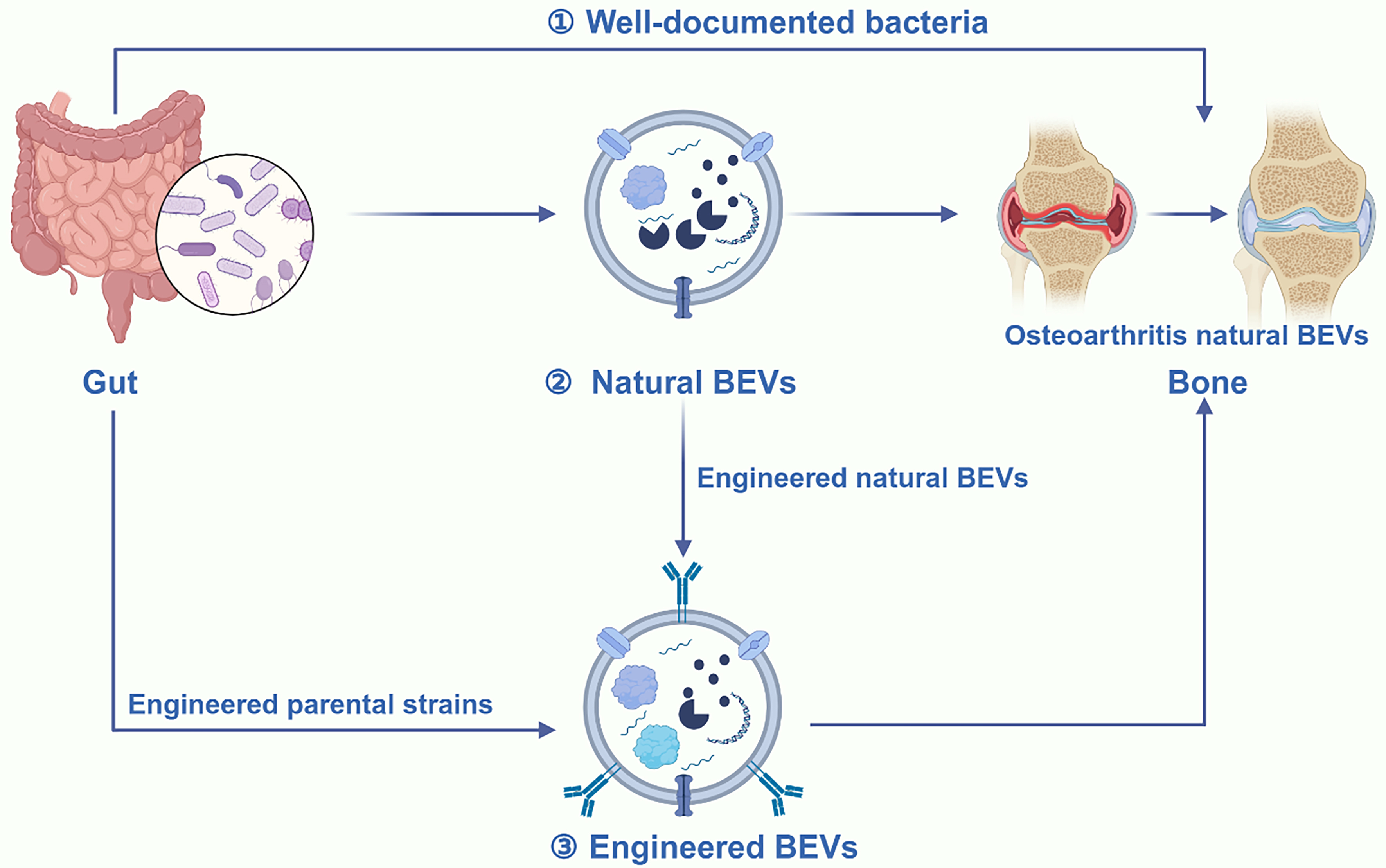 Extracellular vesicles in bone aging: therapeutic strategies and applications