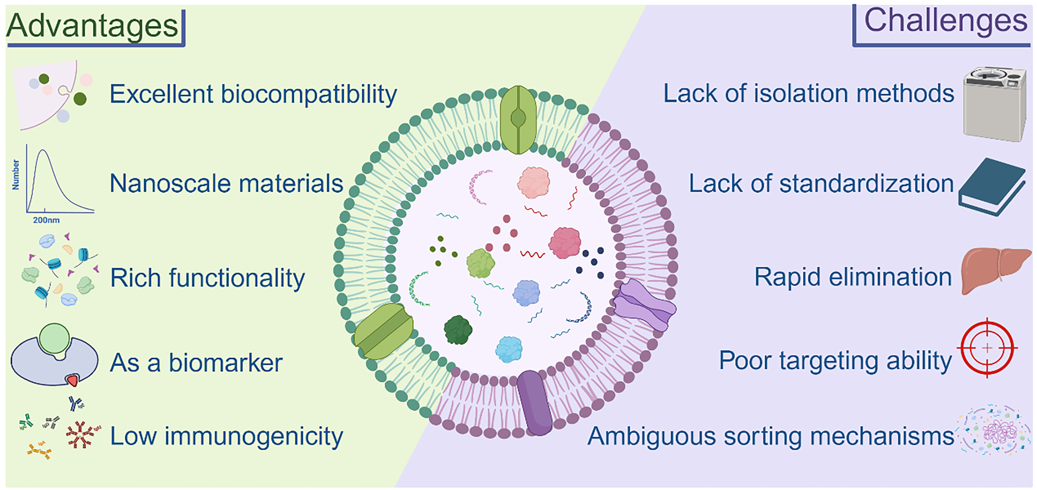 Extracellular vesicles in bone aging: therapeutic strategies and applications