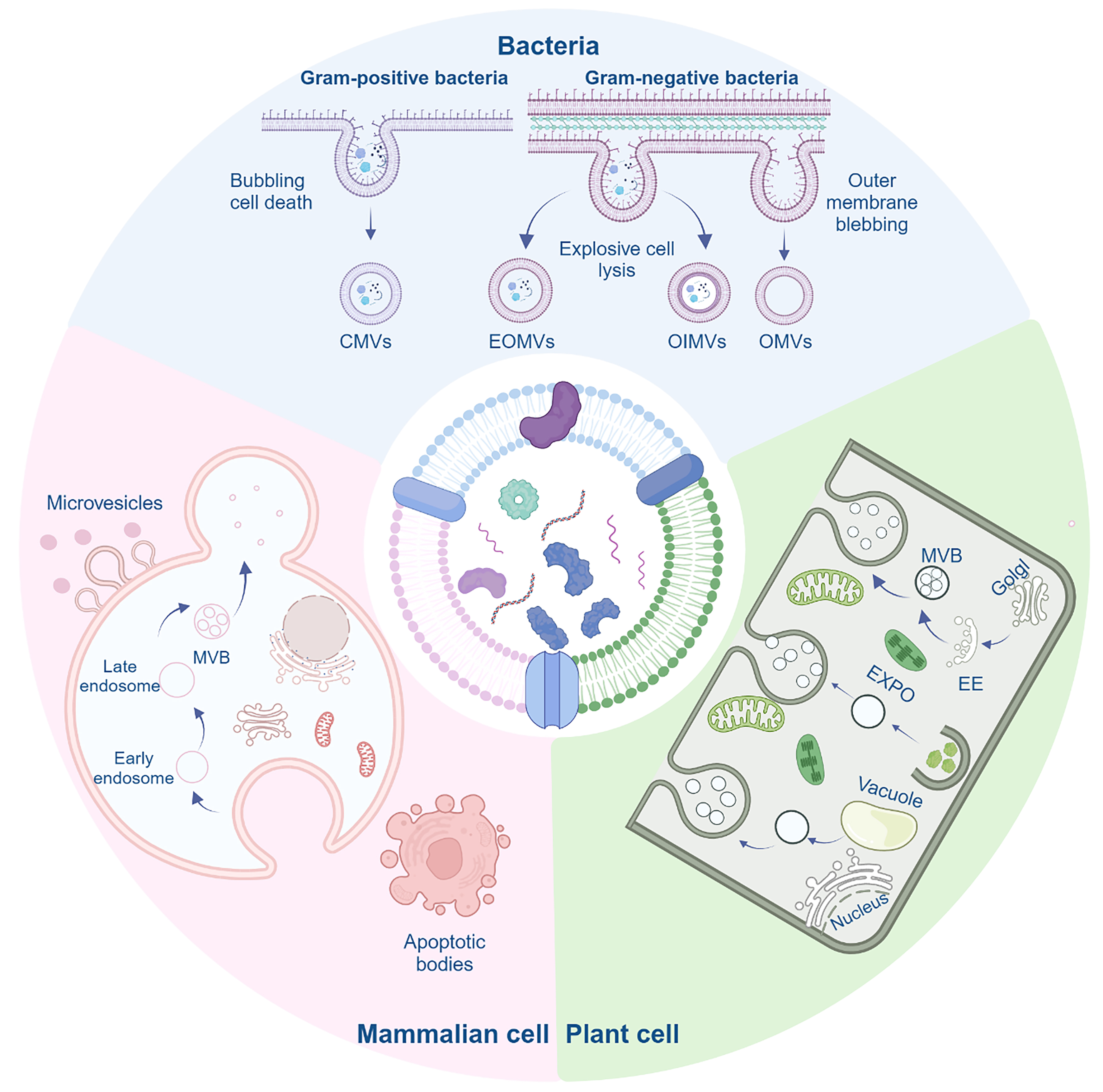 Extracellular vesicles in bone aging: therapeutic strategies and applications