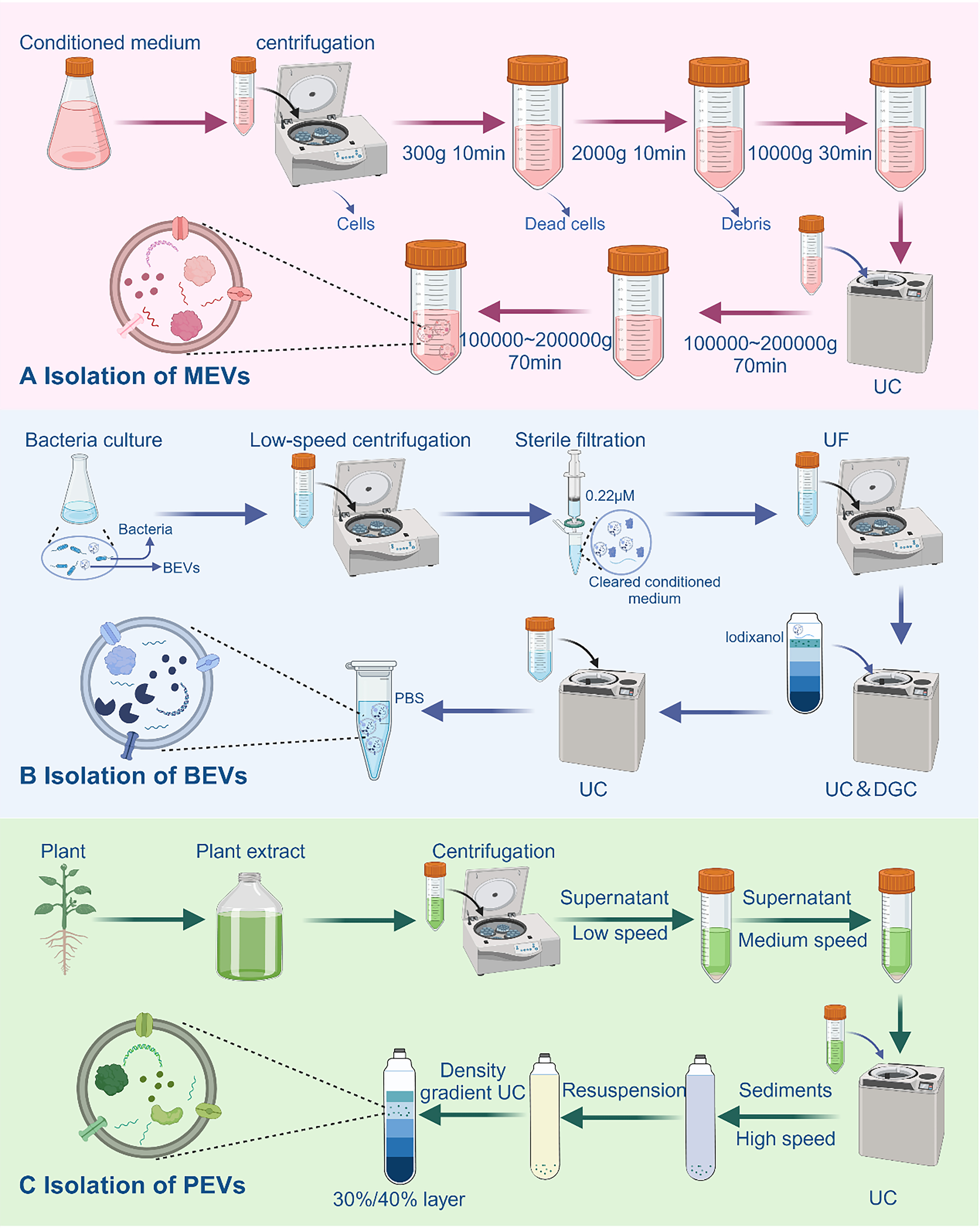 Extracellular vesicles in bone aging: therapeutic strategies and applications