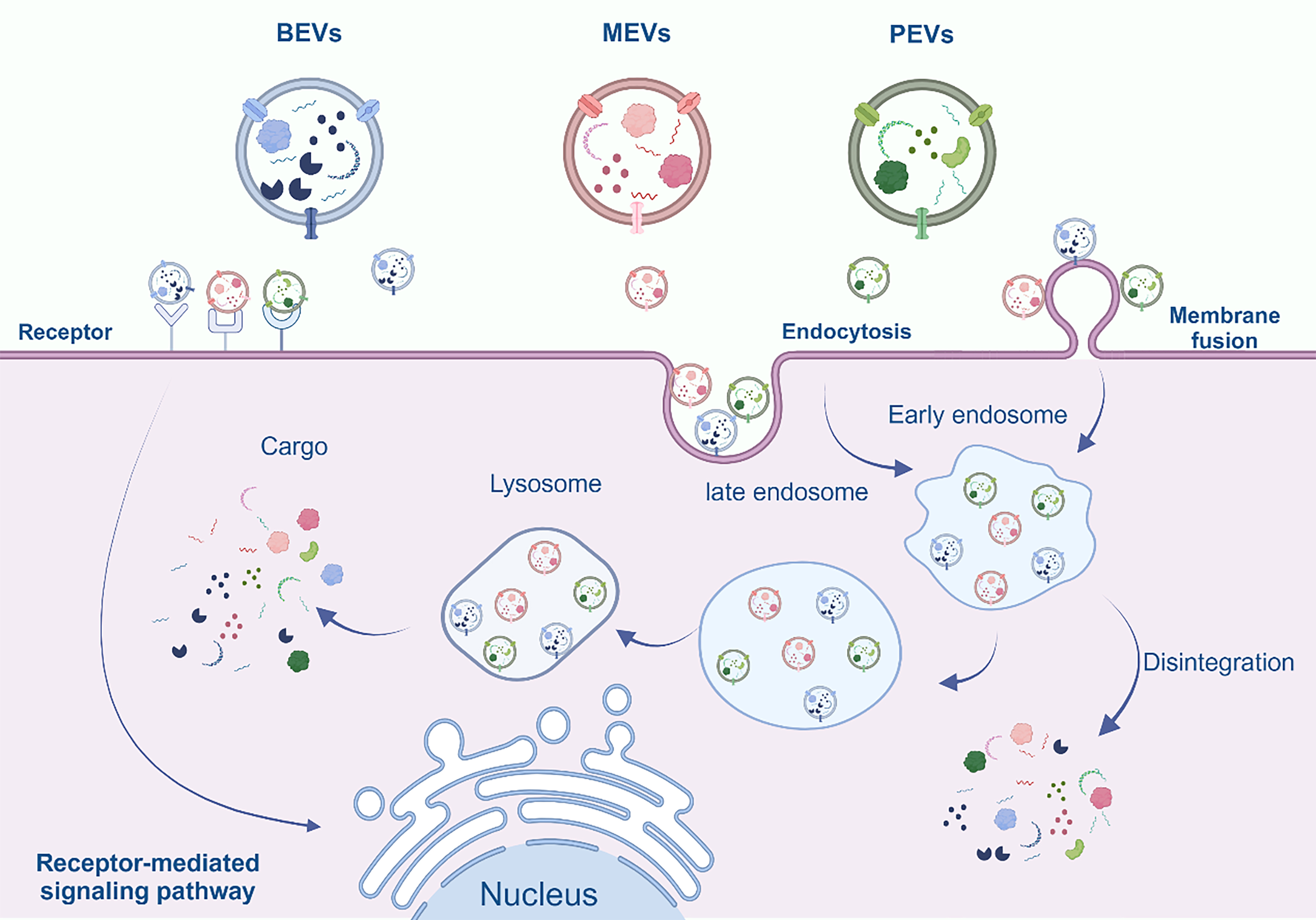 Extracellular vesicles in bone aging: therapeutic strategies and applications