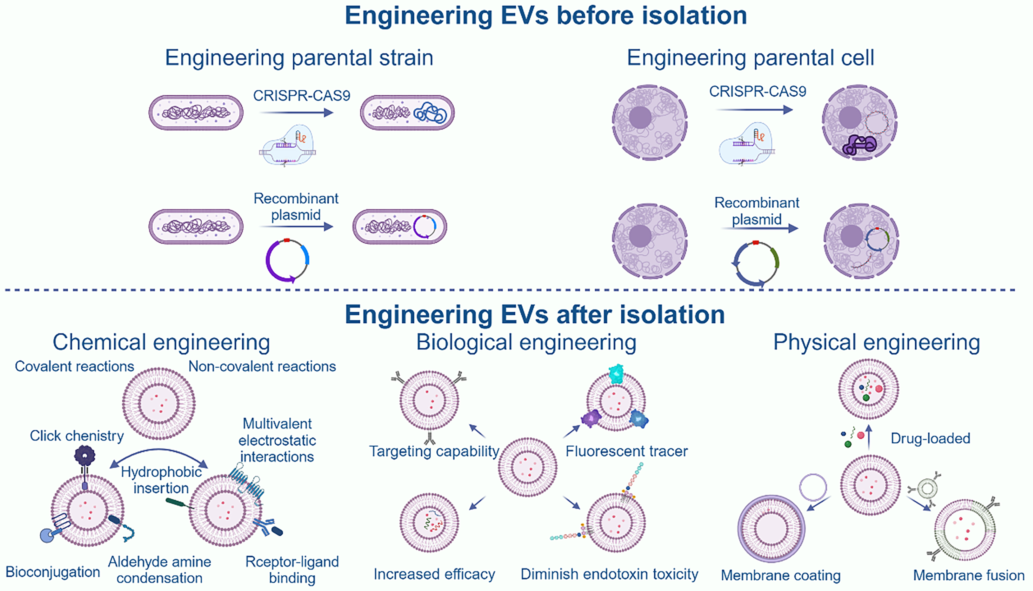 Extracellular vesicles in bone aging: therapeutic strategies and applications