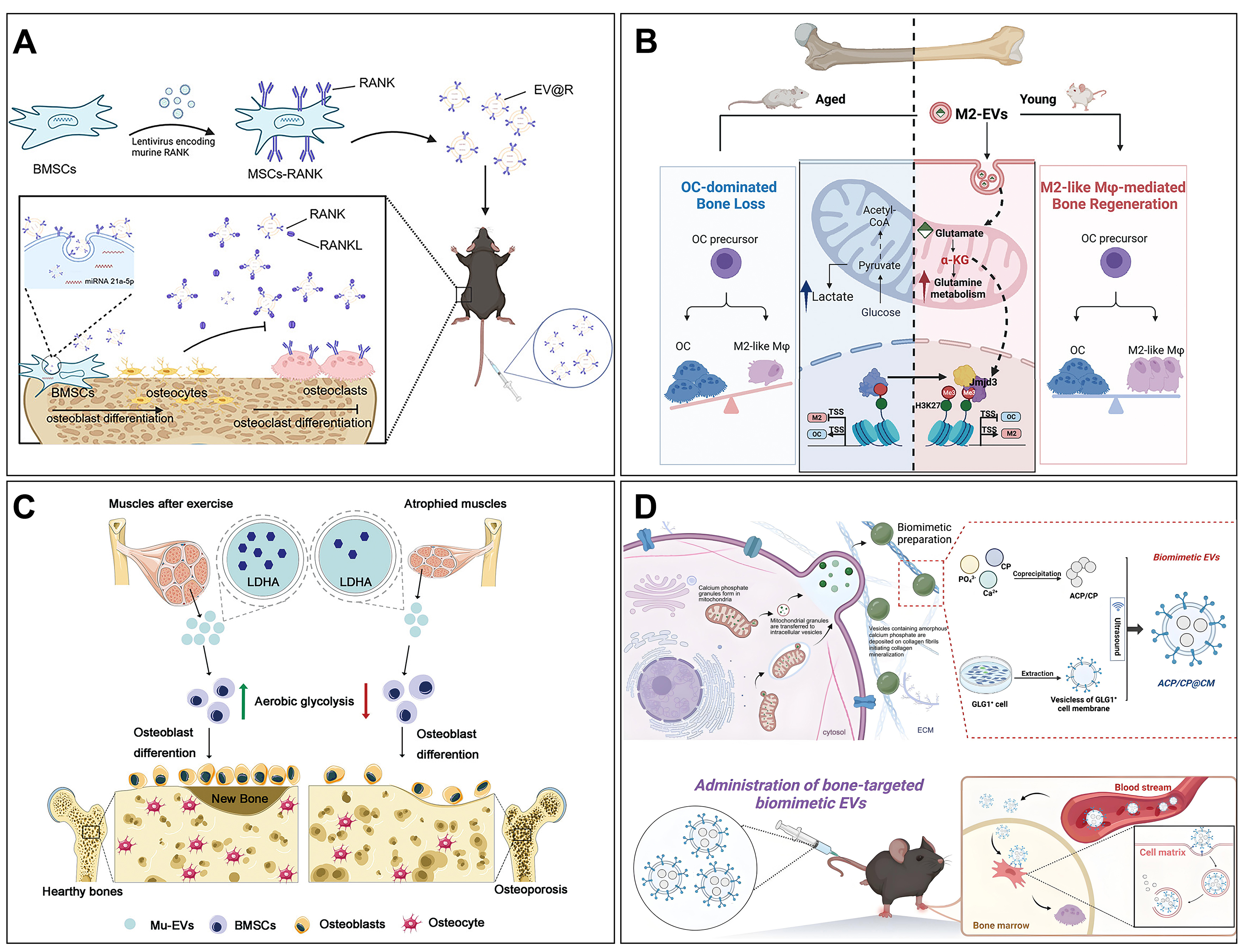 Extracellular vesicles in bone aging: therapeutic strategies and applications