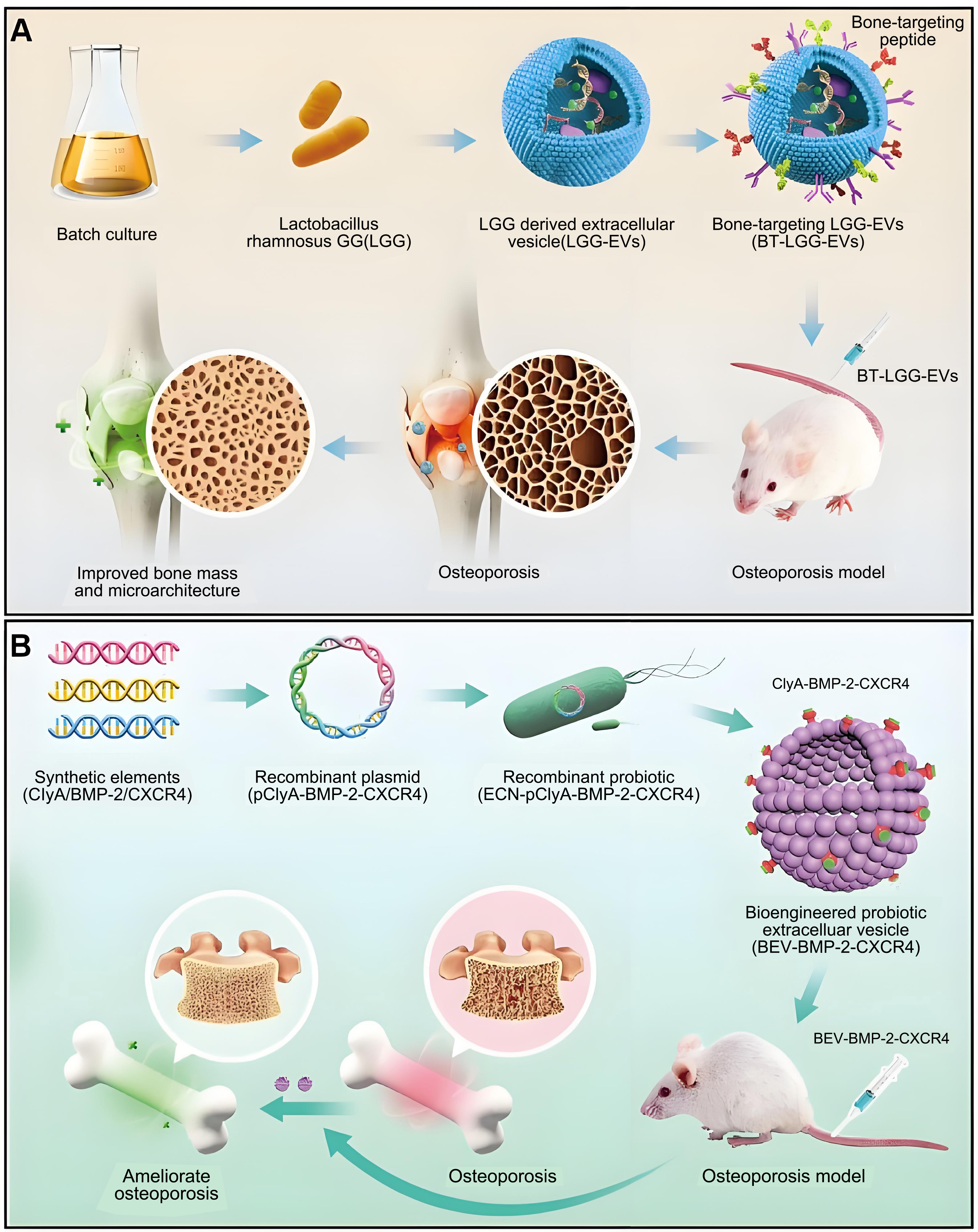 Extracellular vesicles in bone aging: therapeutic strategies and applications