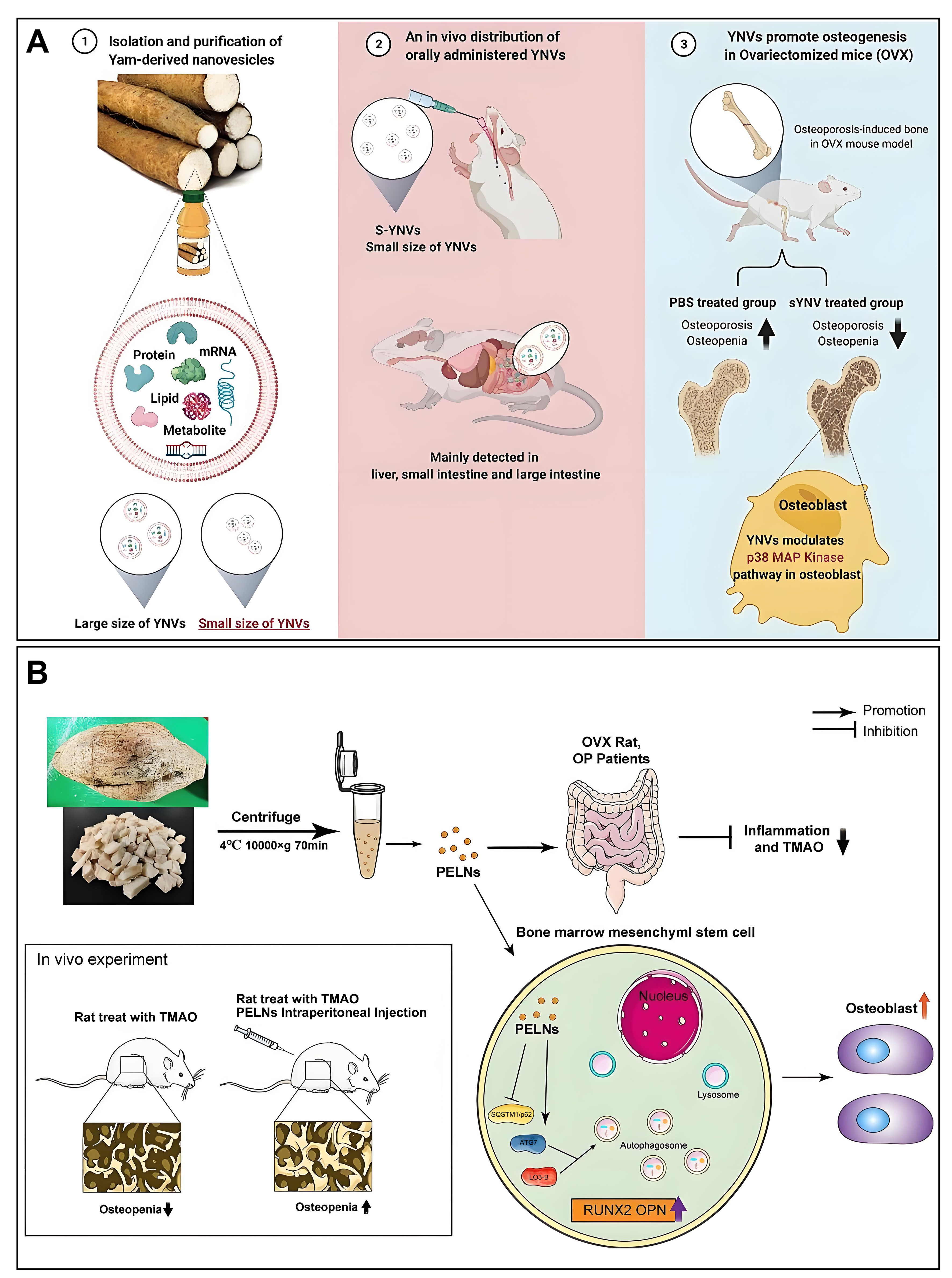 Extracellular vesicles in bone aging: therapeutic strategies and applications
