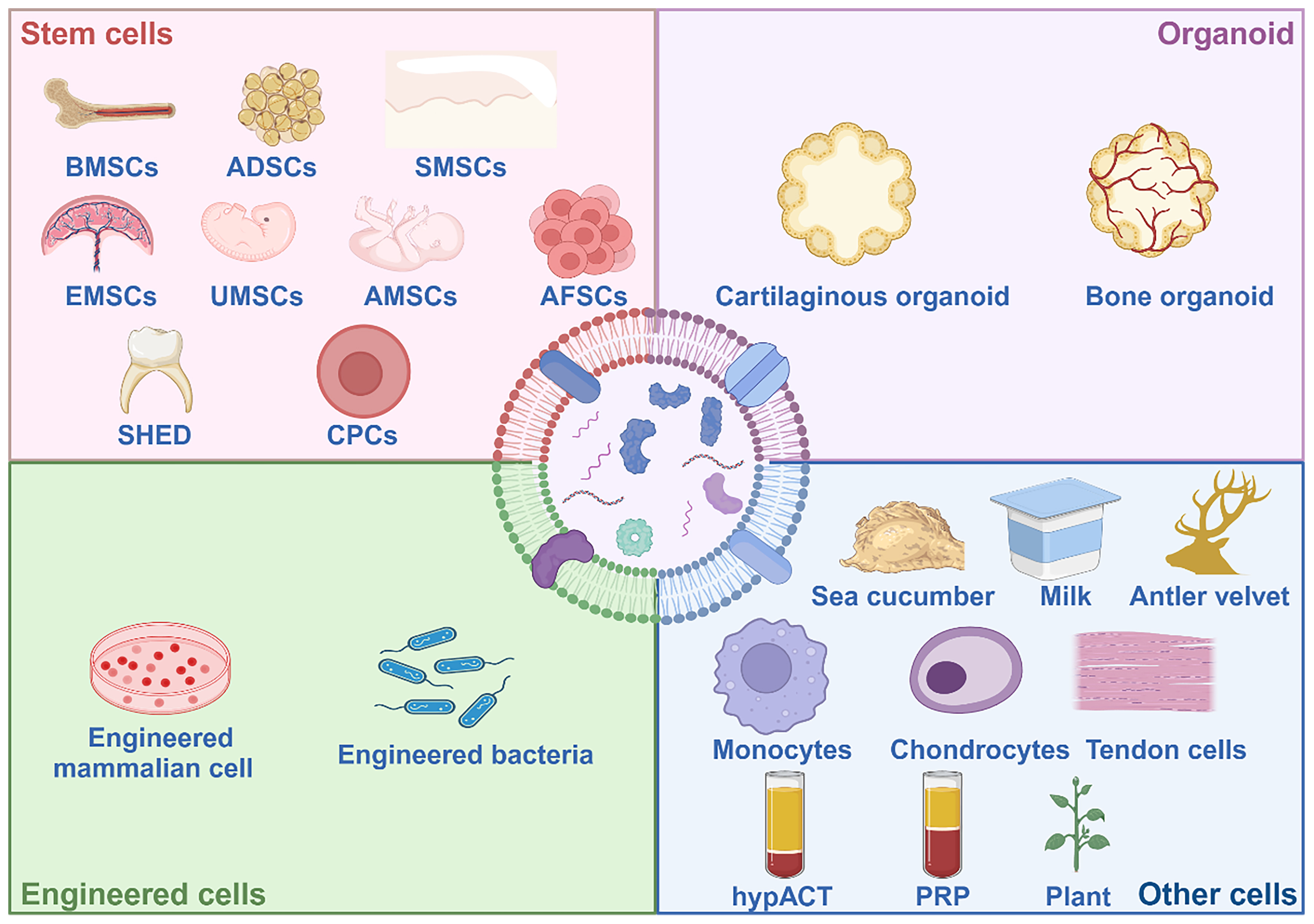 Extracellular vesicles in bone aging: therapeutic strategies and applications