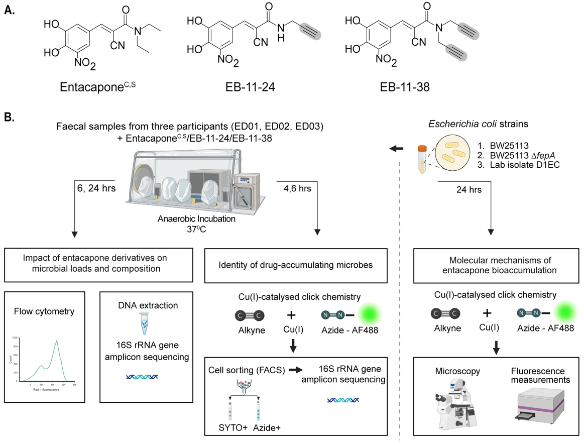 Taxonomic and mechanistic insights into gut microbiota bioaccumulation of entacapone using bioorthogonal drug labelling
